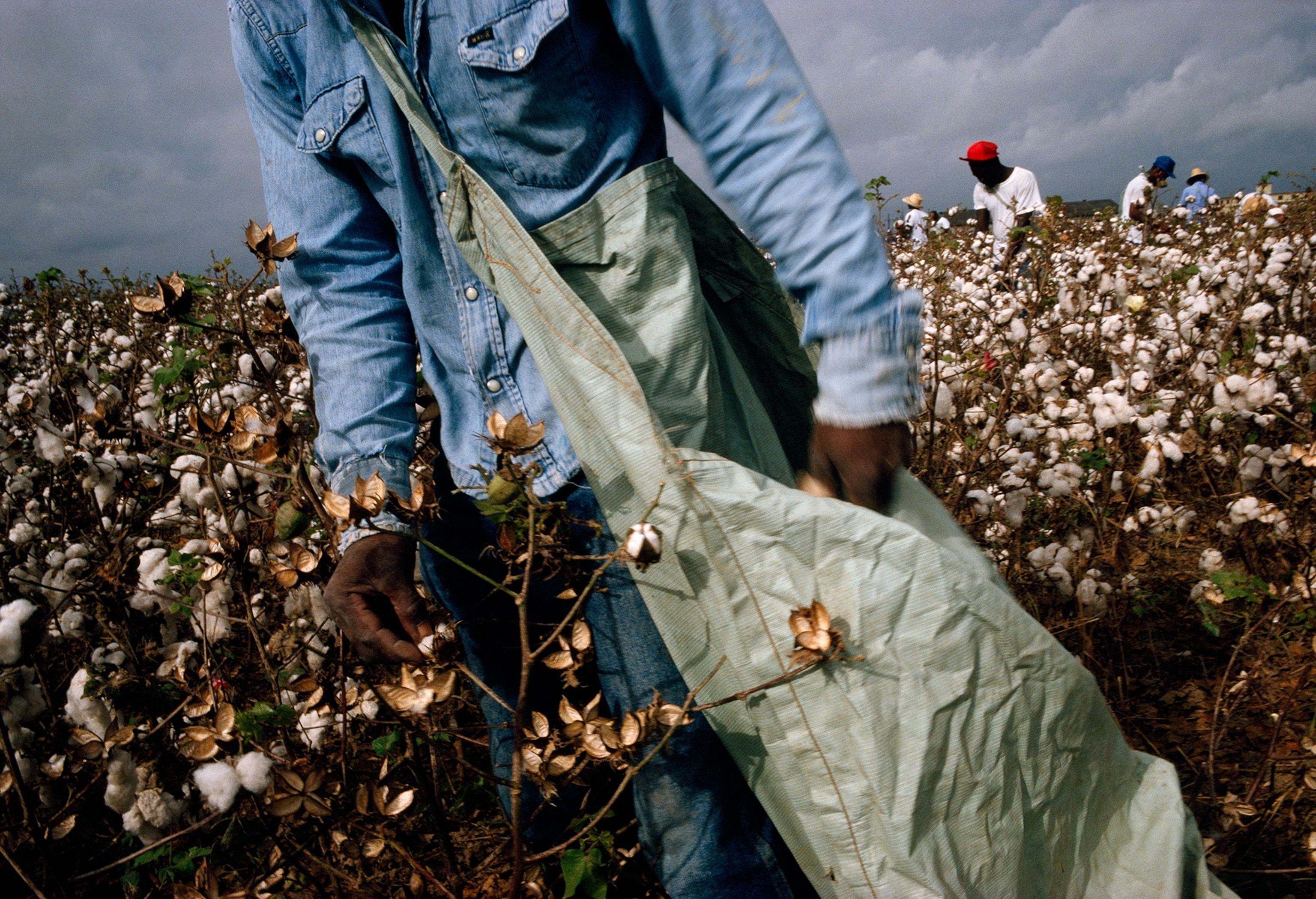 Recalling the seminal years of the blues, convicts pick cotton at the Louisiana State Penitentiary in Angola. The cadence of singing field-workers shaped the blues' musical structure. (View of the Blues exhibit 24)