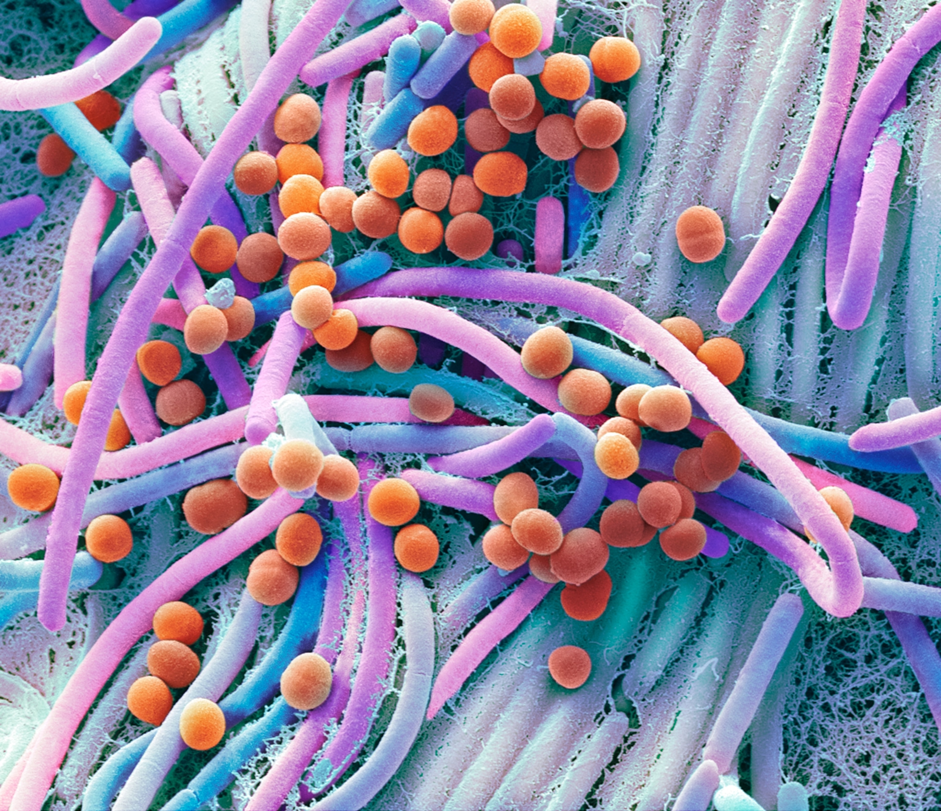 A microscopic view of colorful bacteria; some are round and orange, while others are rod-shaped in shades of blue or purple