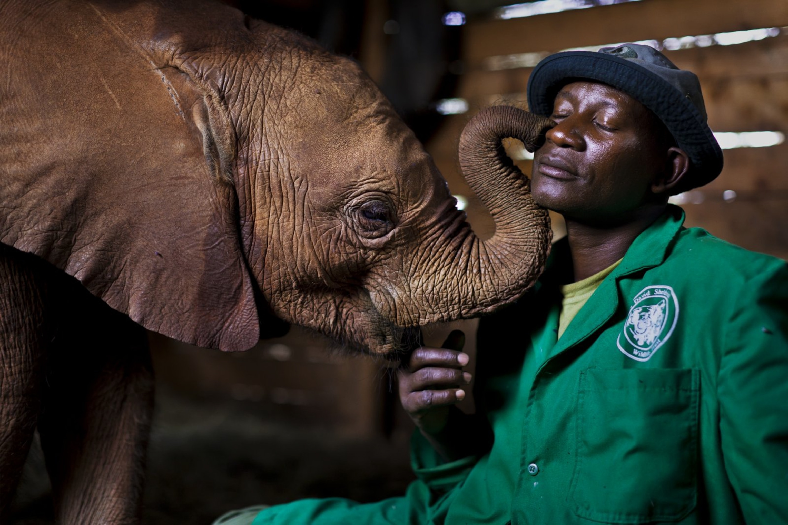 An orphaned African elephant gets to know her human "parent" at the Daphne Sheldrick Elephant Orphanage in Nairobi, Kenya, in 2011.