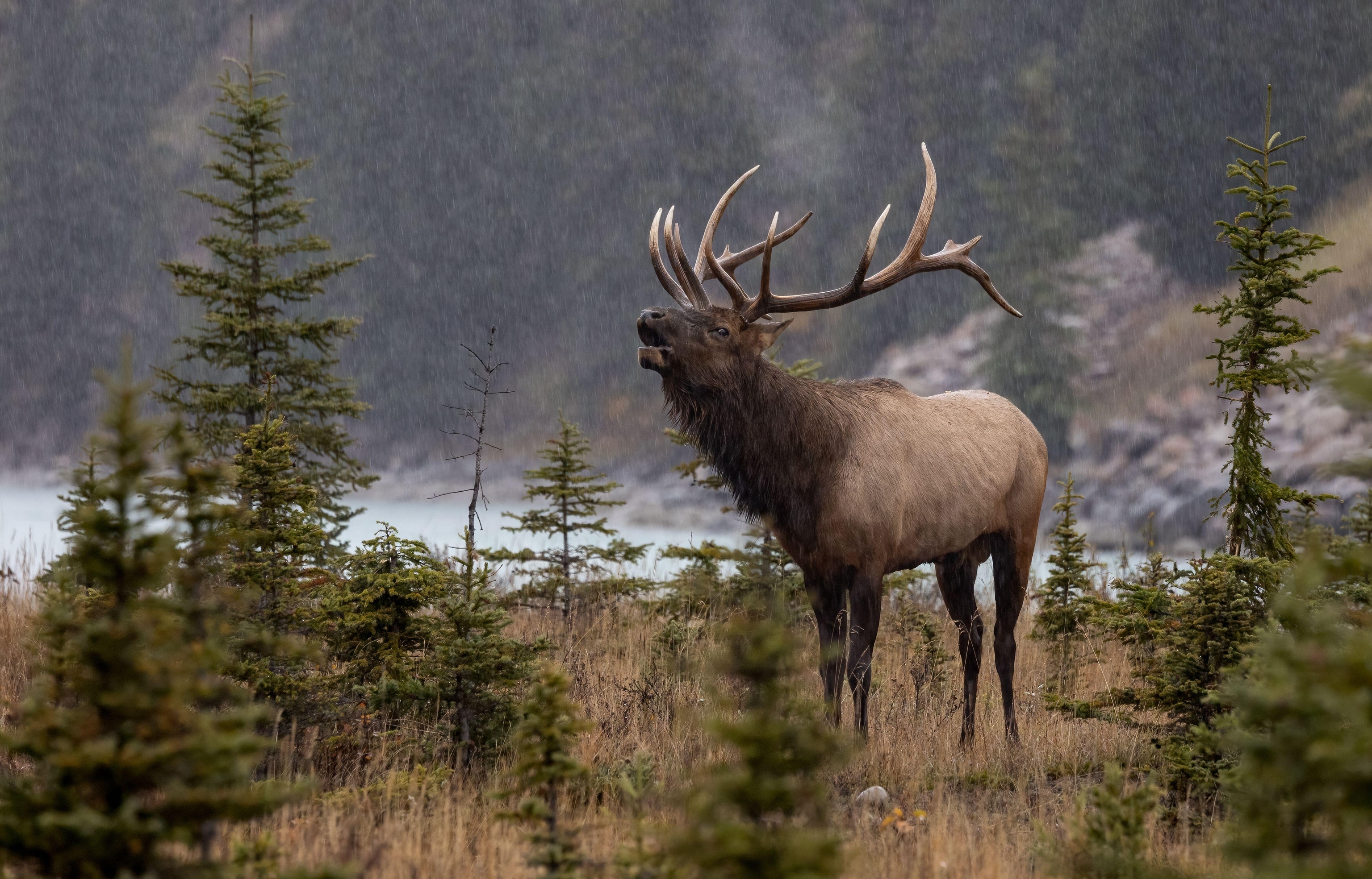 An elk with antlers in the woods near a lake.