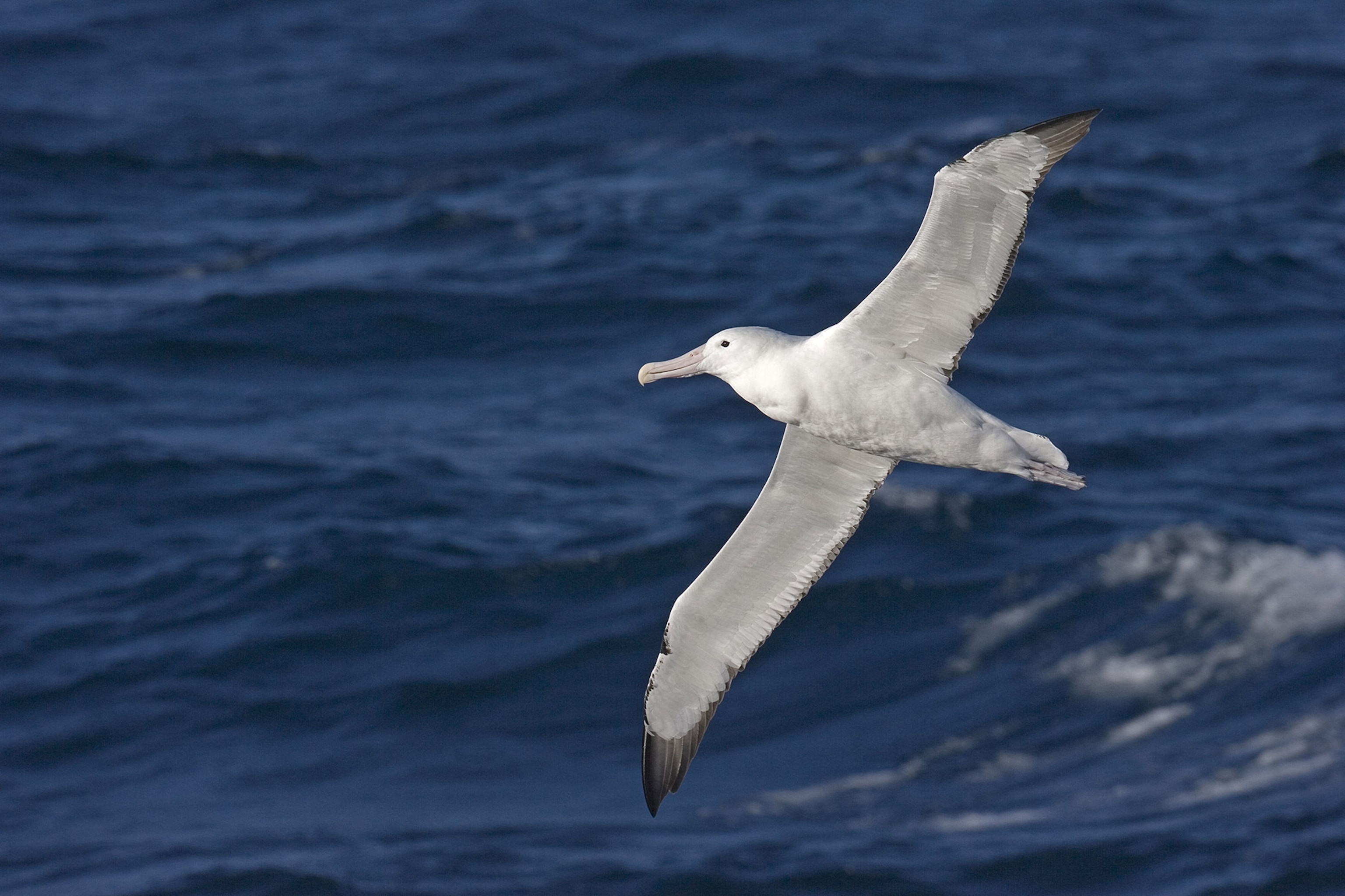 A Southern royal albatross flies over the South Atlantic Ocean, Antarctica