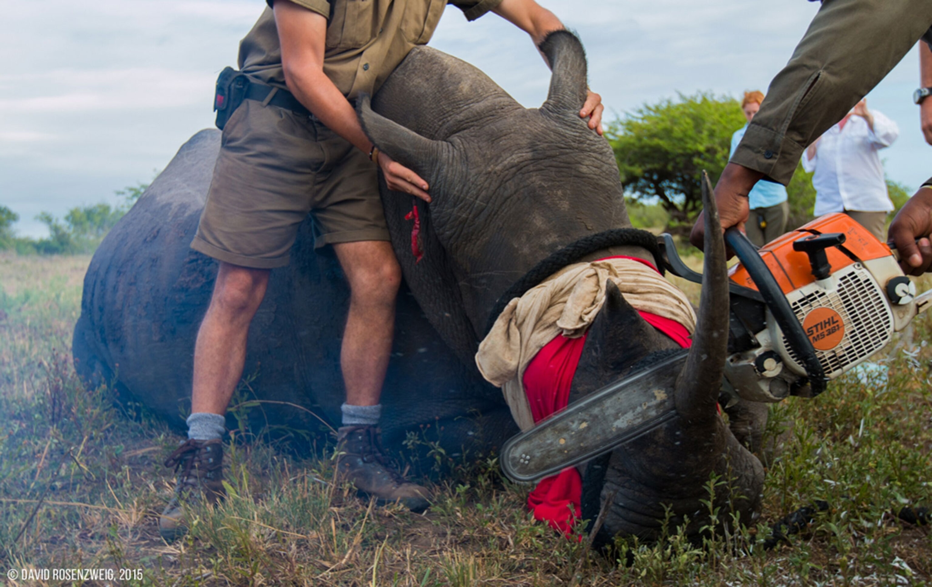 rhino horn removal