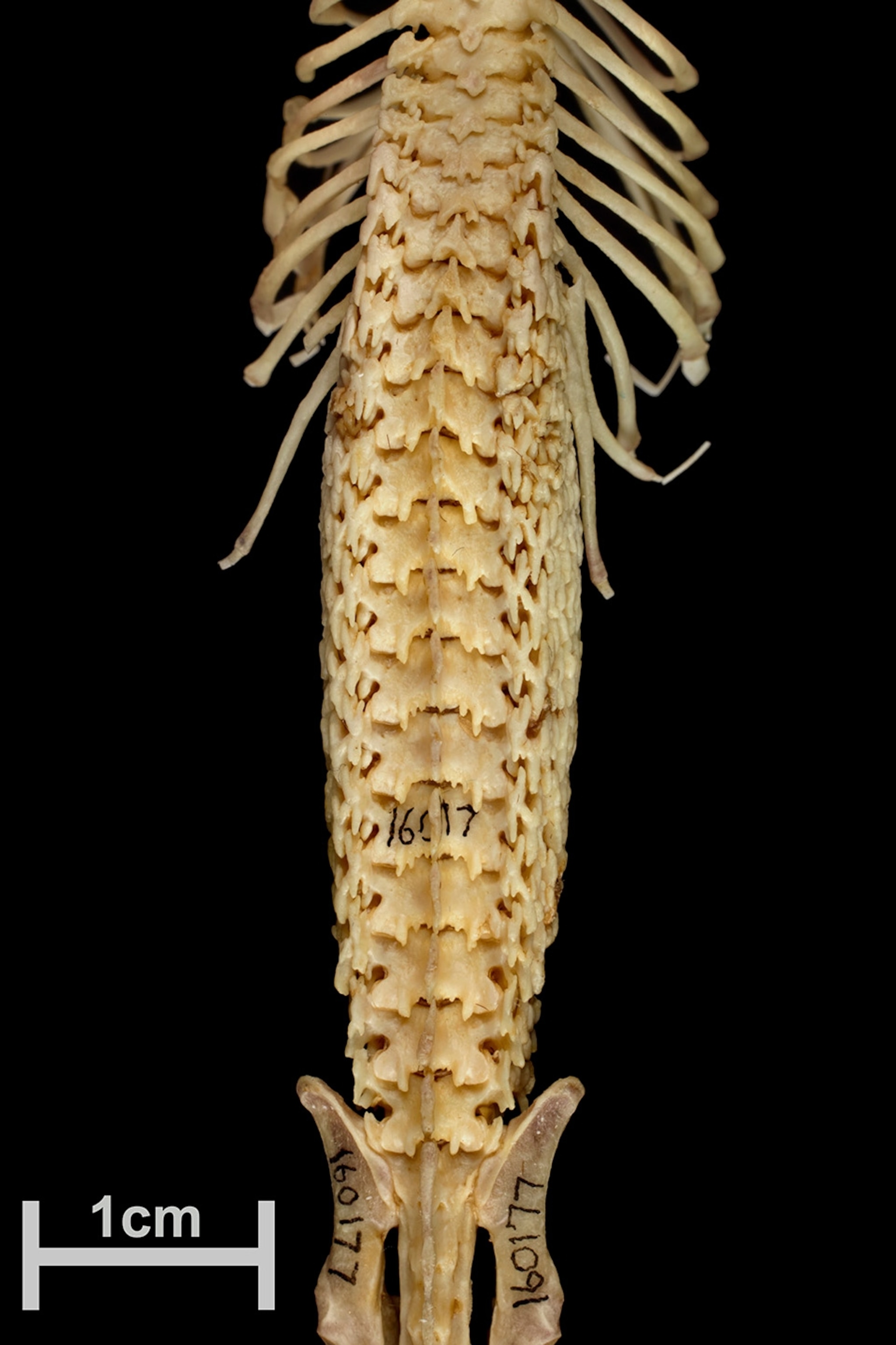 Hero shrews have one of the most bizarre spines—and we don’t know why