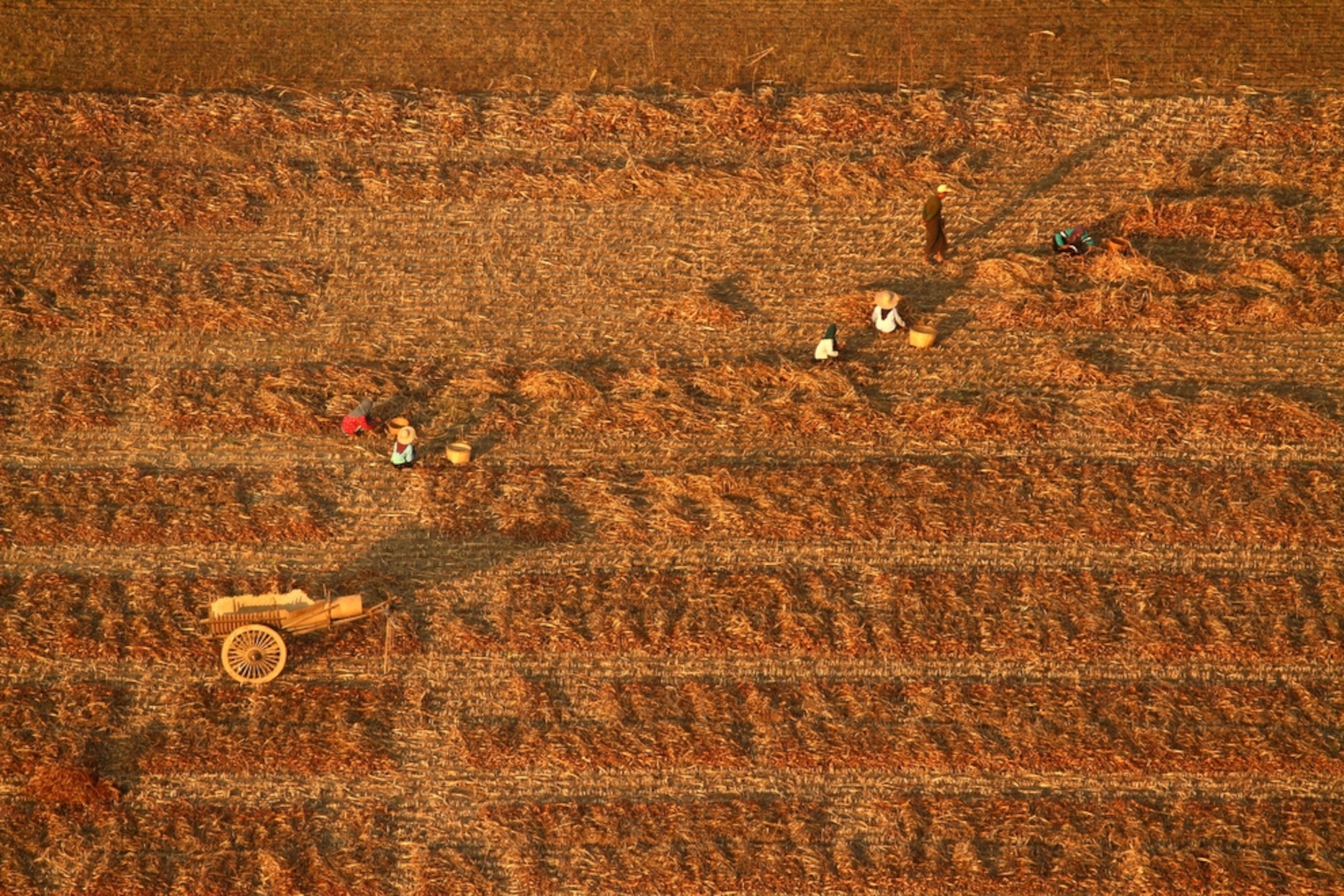 farmers in Myanmar