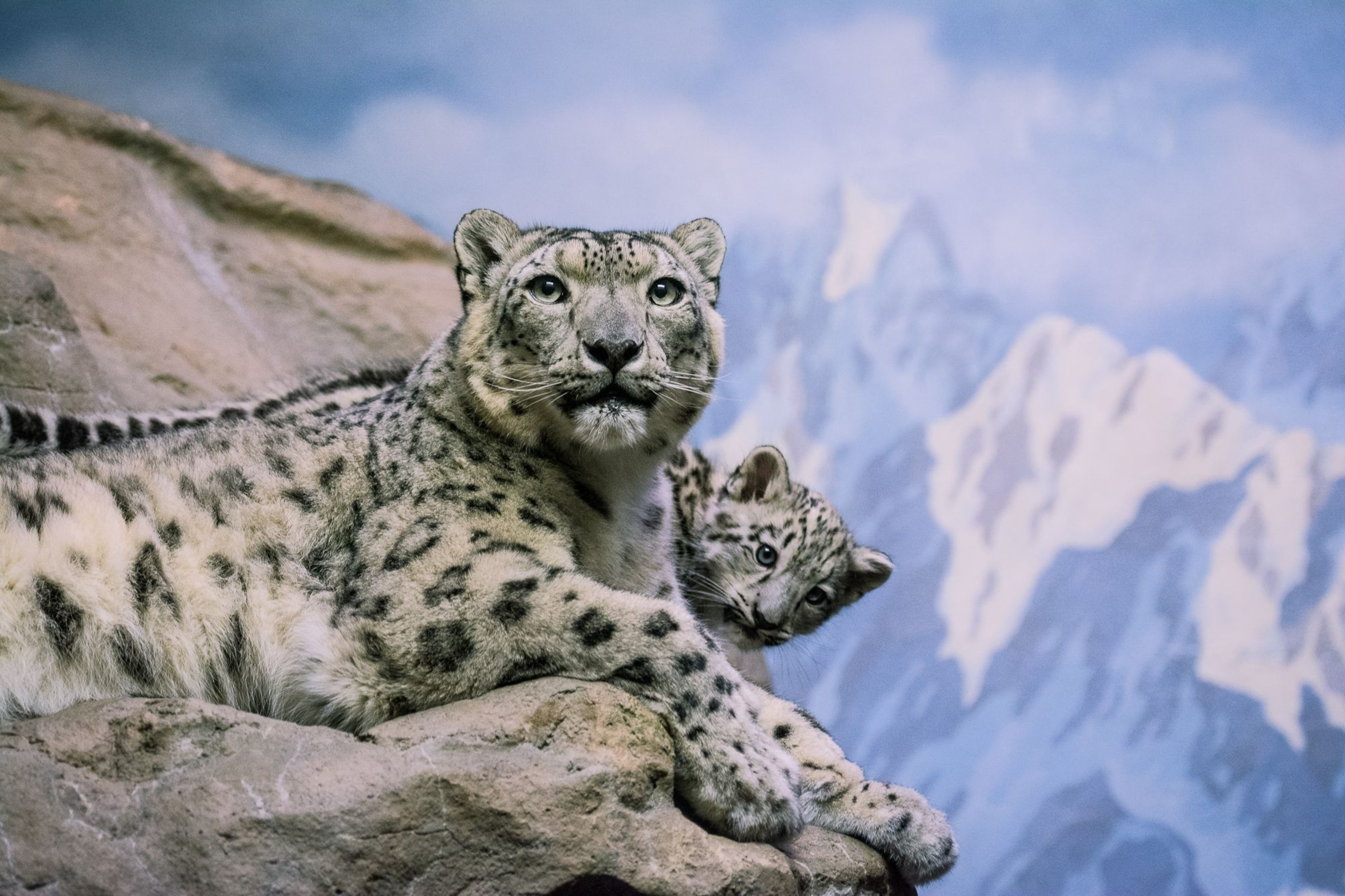 Snow Leopard Jumping