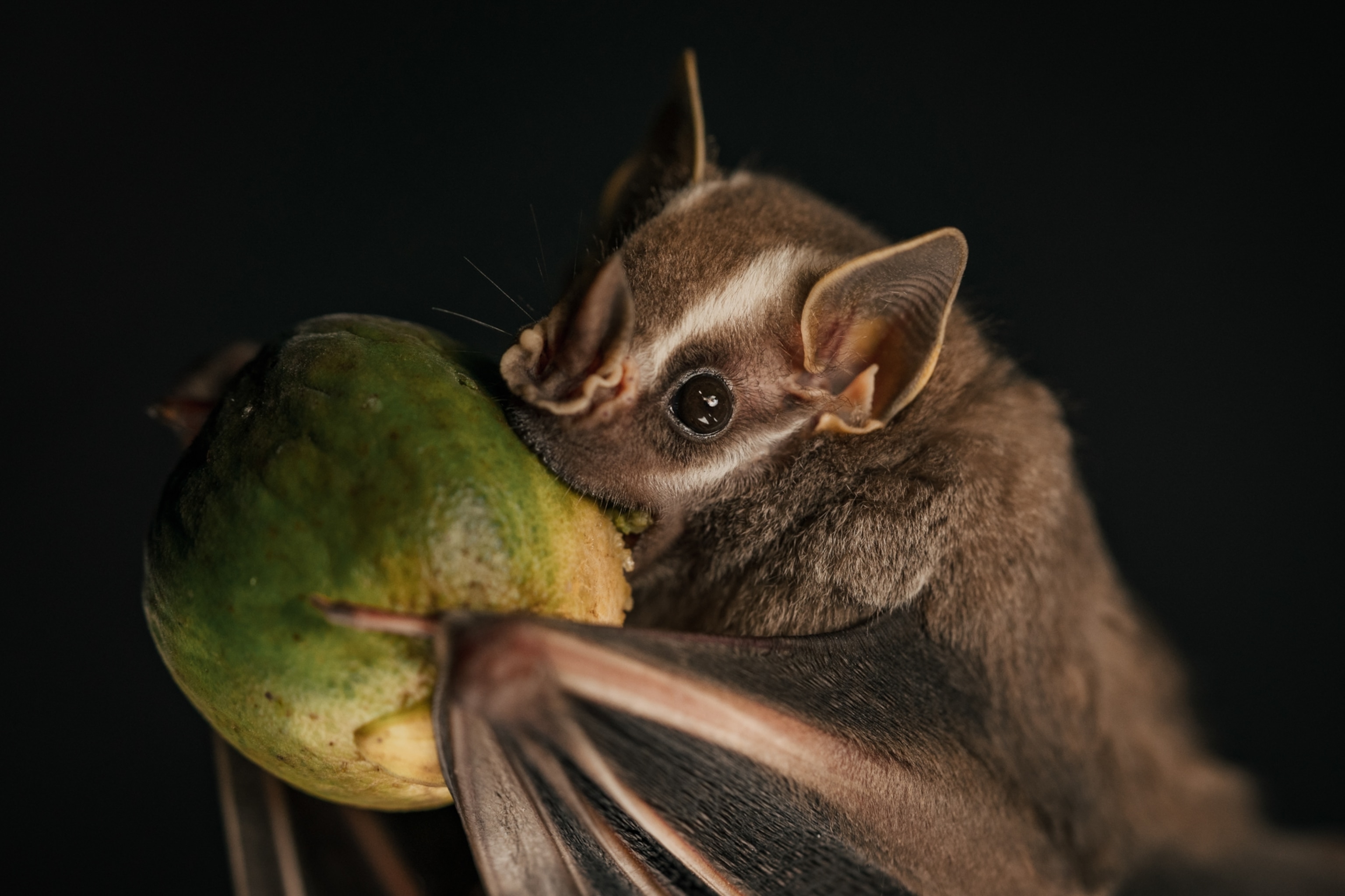 A bat eats a fruit.