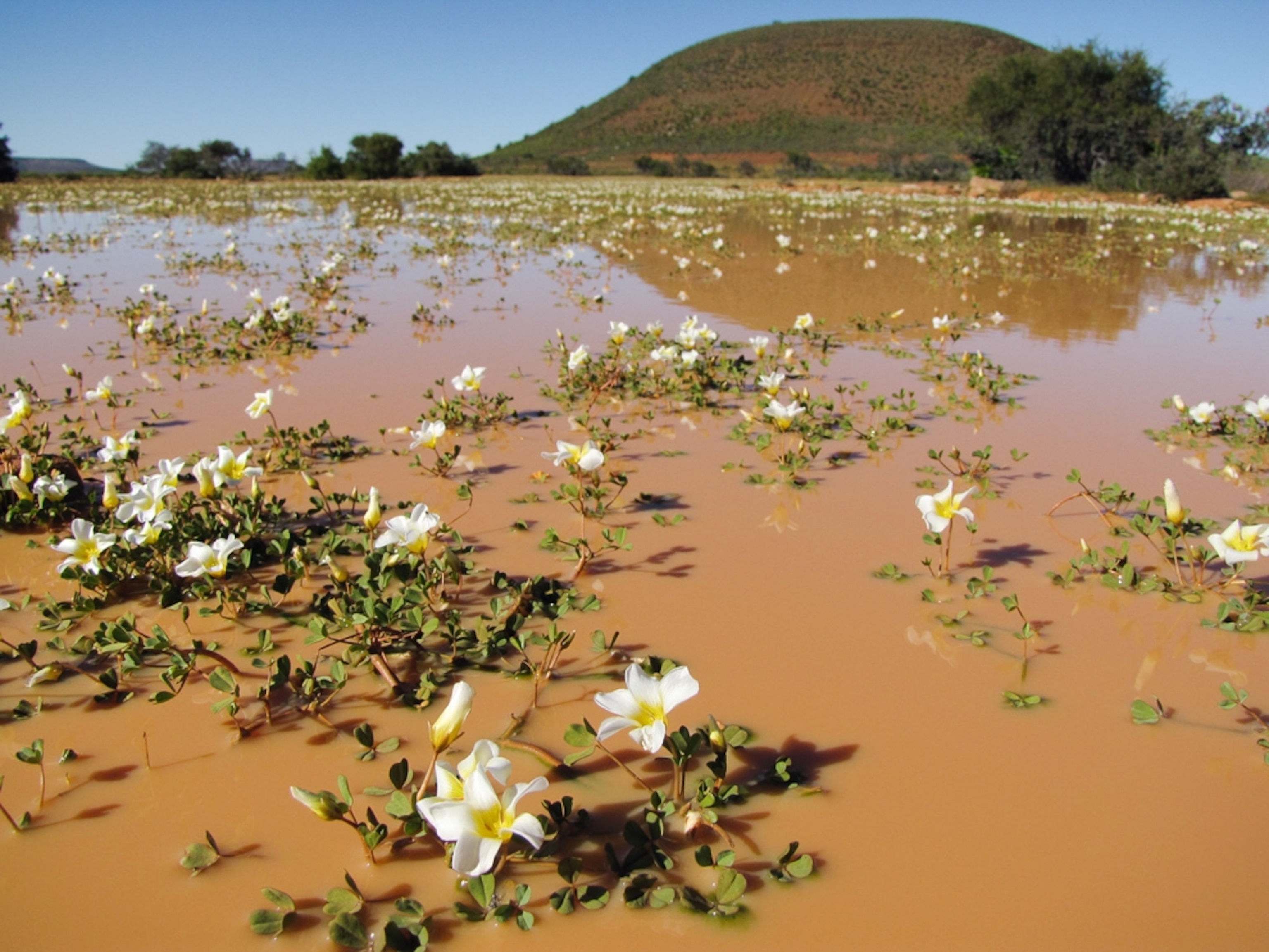 White flowers in muddy waters