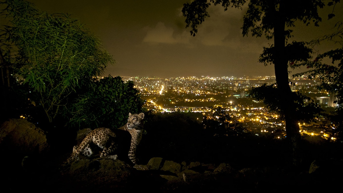 Leopards In Mumbai India Prevent Rabies By Eating Stray Dogs