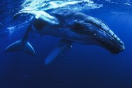 Why Whale Watching Is Having A Moment in New York City National Why Whale Watching Is Having A Moment in New York City National