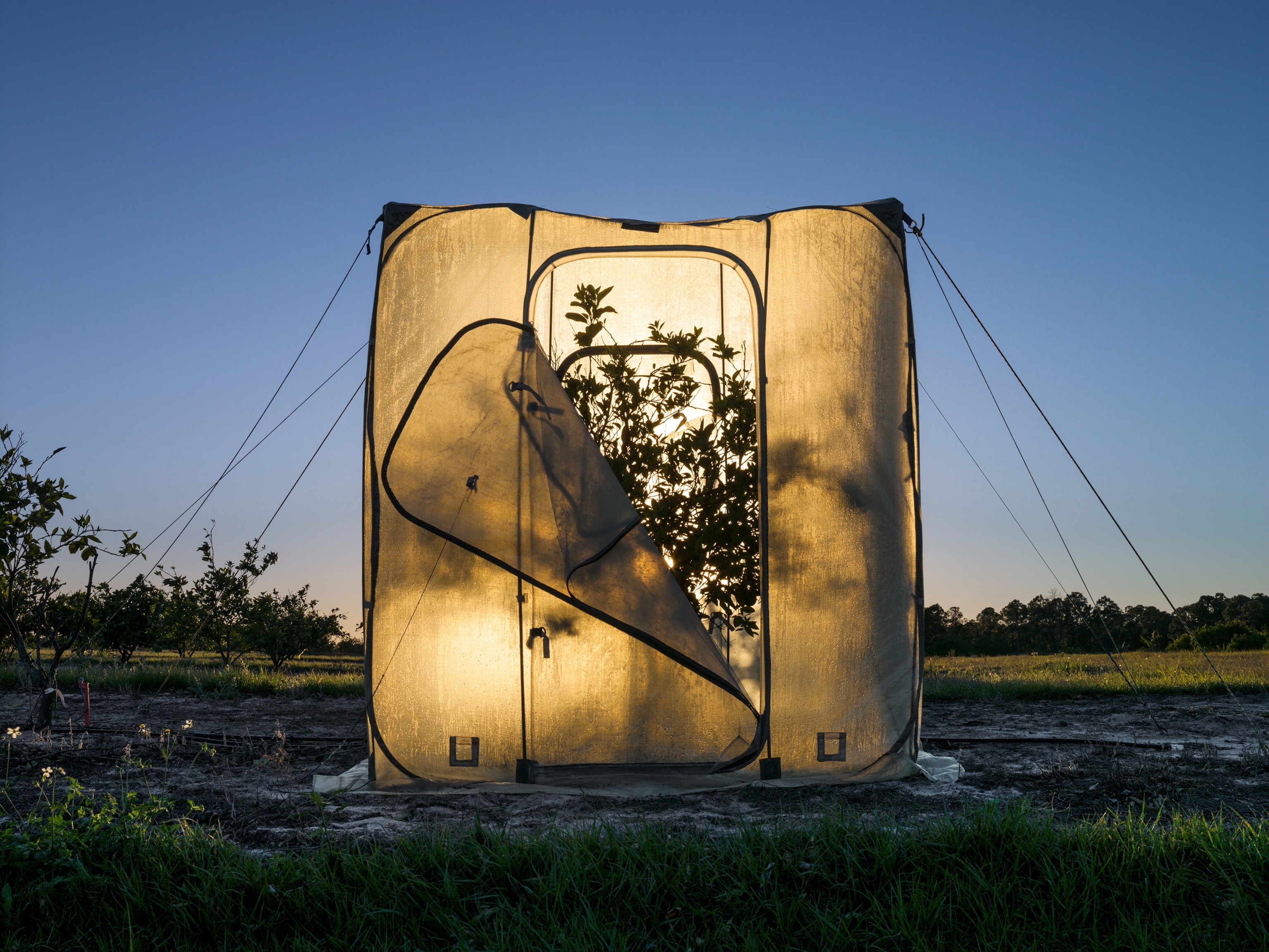 A citrus tree is tented and the sun bakes it to kill bacteria that cause citrus greening. Photograph by Craig Cutler
