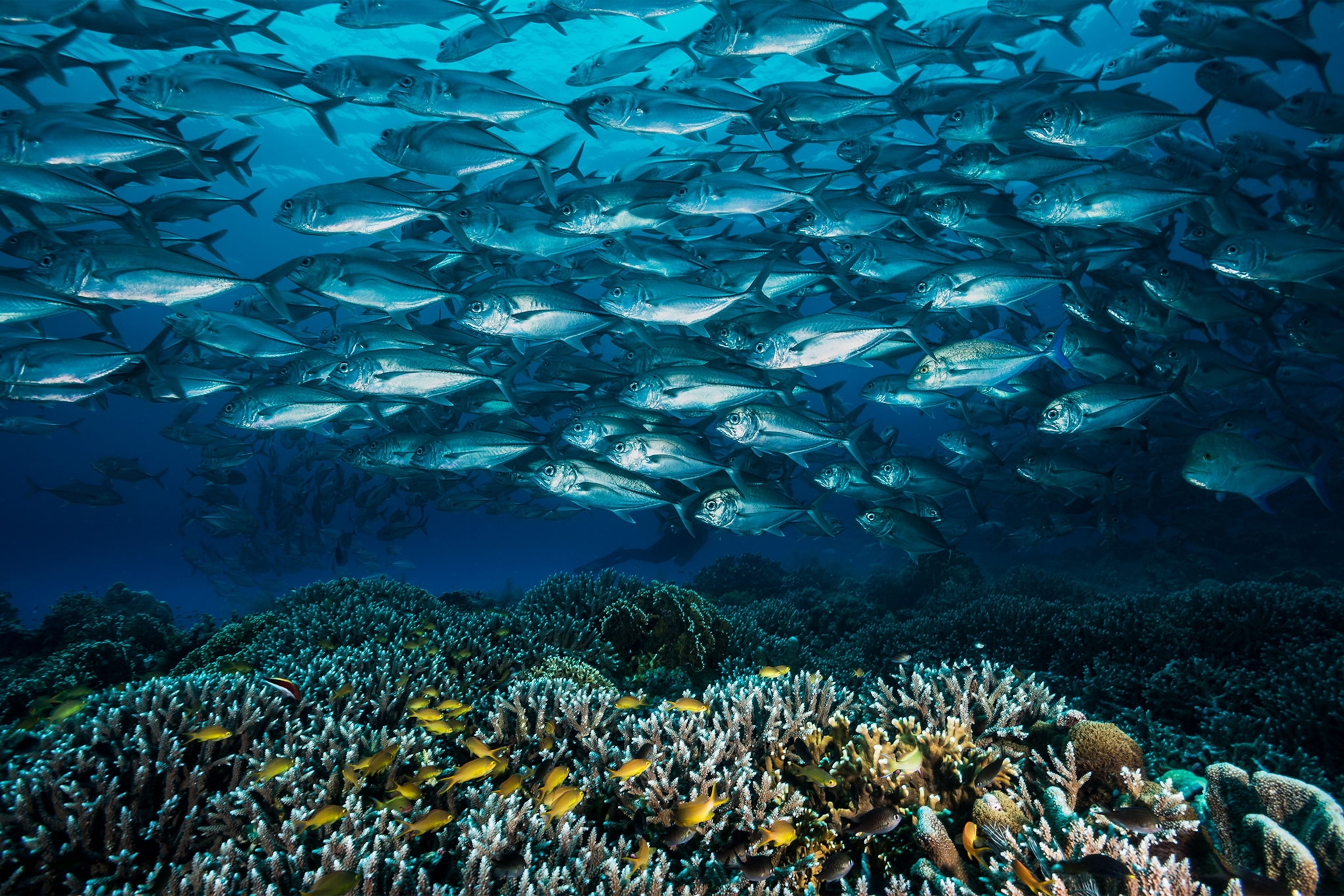 a school of jacks in Tubbataha Reef National Park