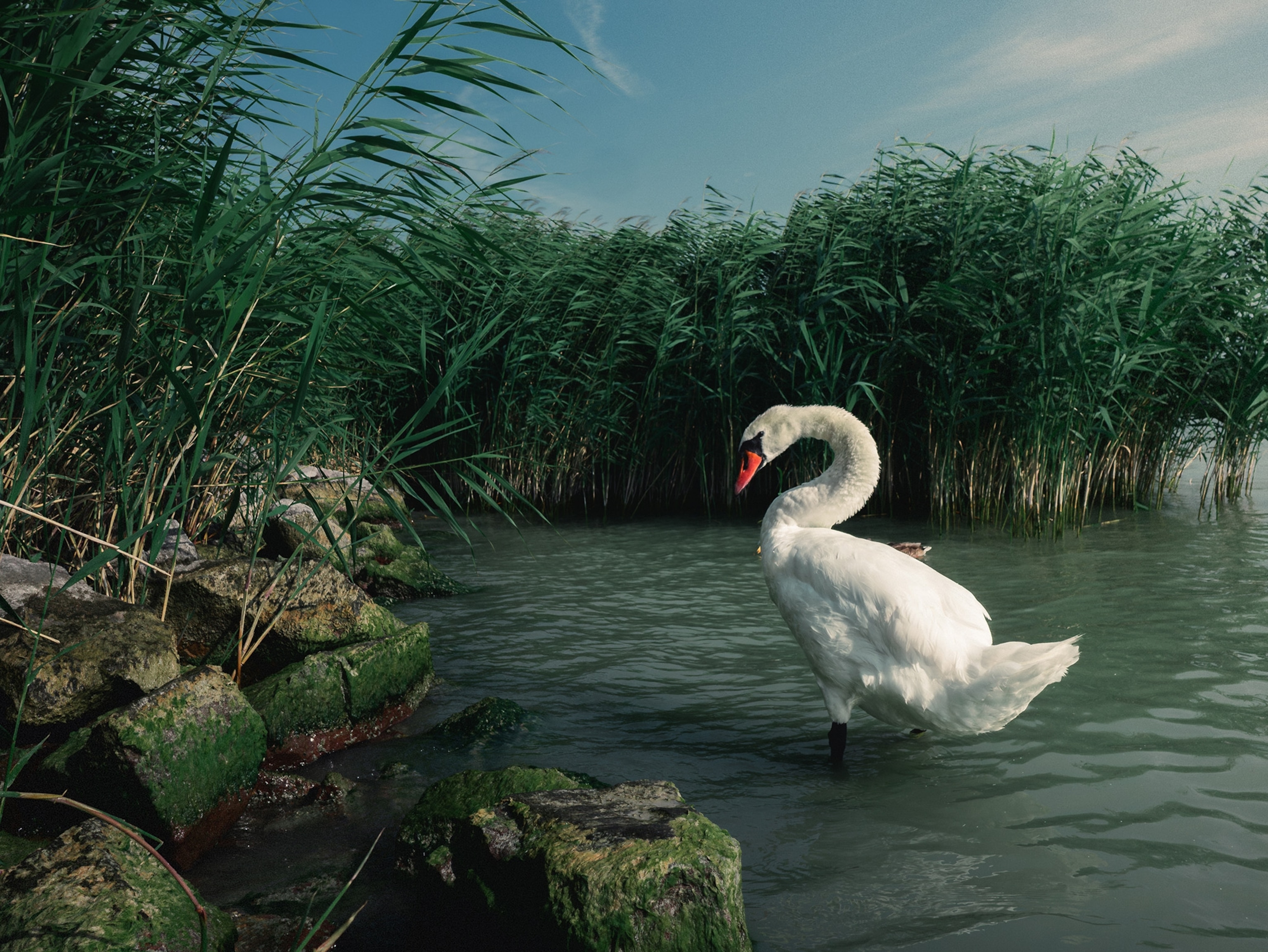 A white swan stands in shallow water surrounded by tall grass.