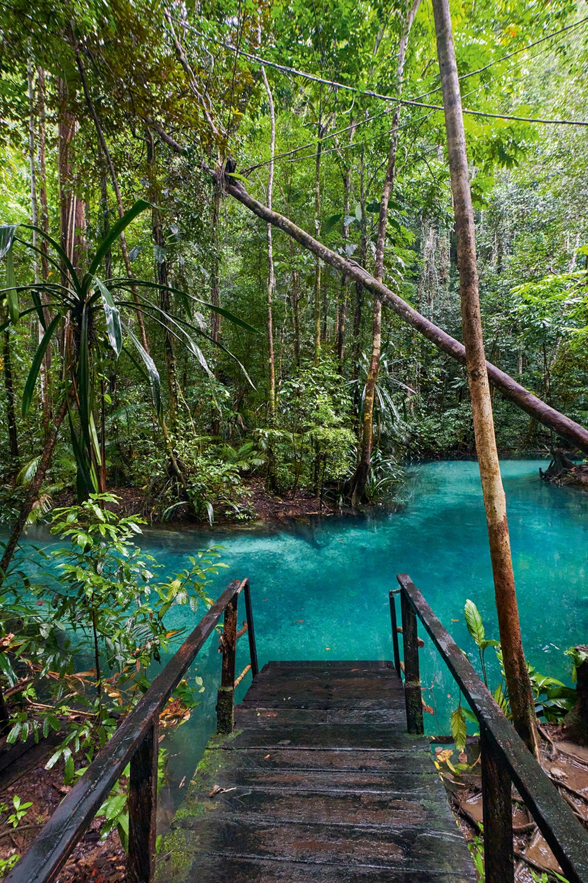 A small wooden pier leading straight into a crystal clear river in the middle of the jungle.