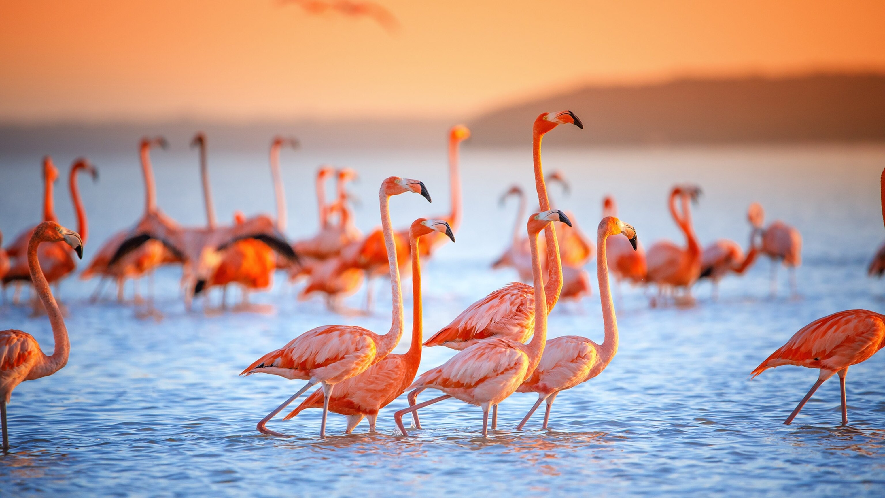 Wildlife You Should Travel to See and Photograph | National Geographic