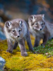 Arctic Fox Cubs Arctic Fox Cubs