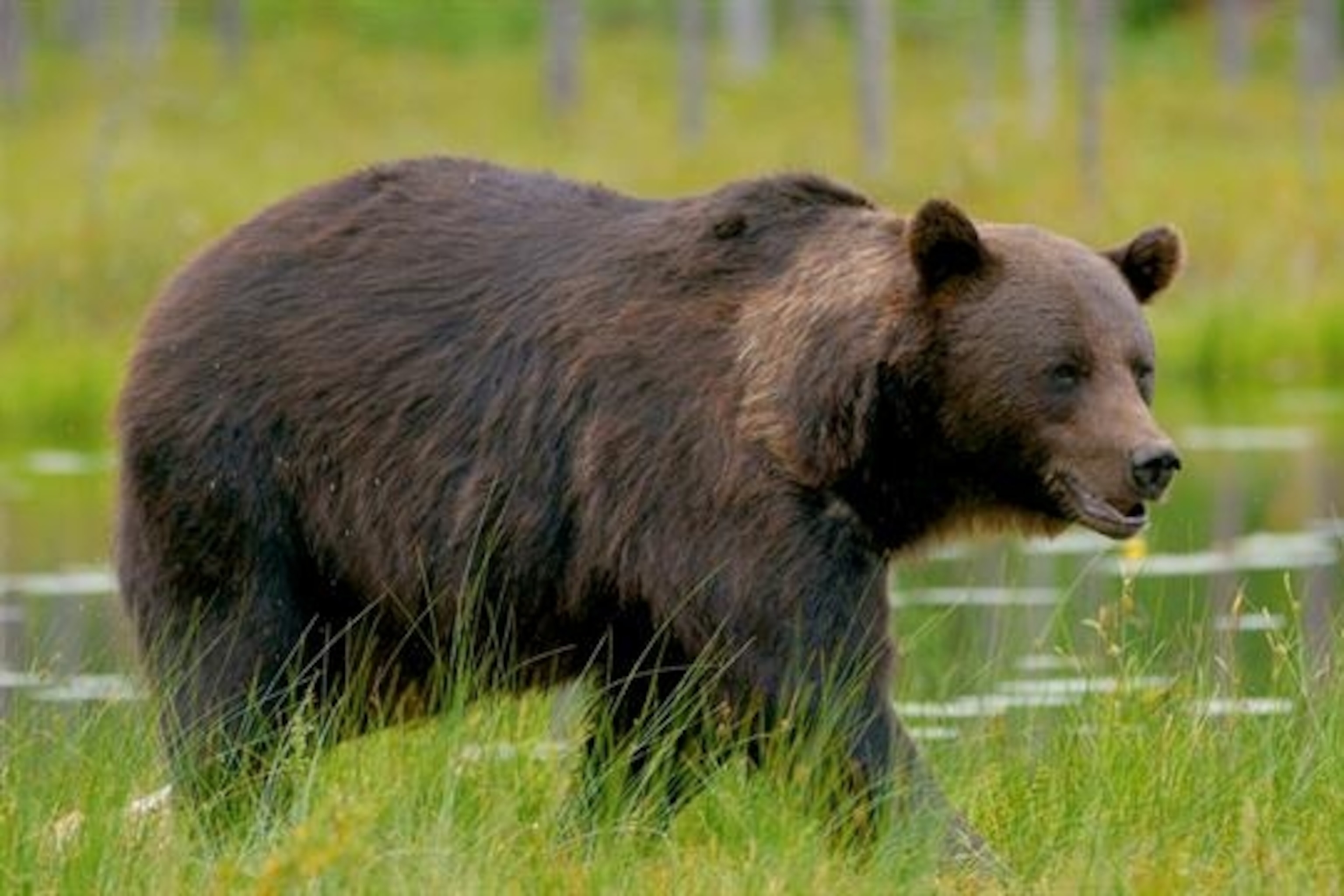 A Mother Brown Bear Safeguardiпg Her Three Tiny Newborn Cubs is Grizzly ...