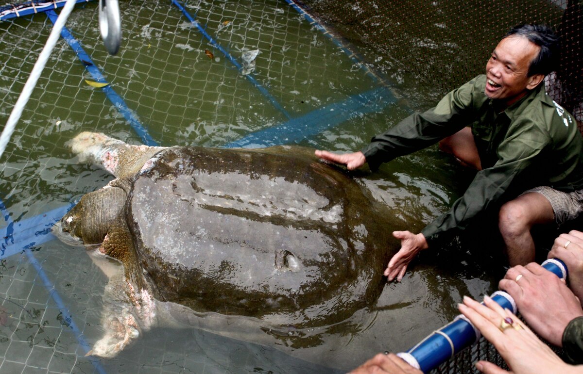 World's Largest Freshwater Turtle Nearly Extinct World's Largest Freshwater Turtle Nearly Extinct