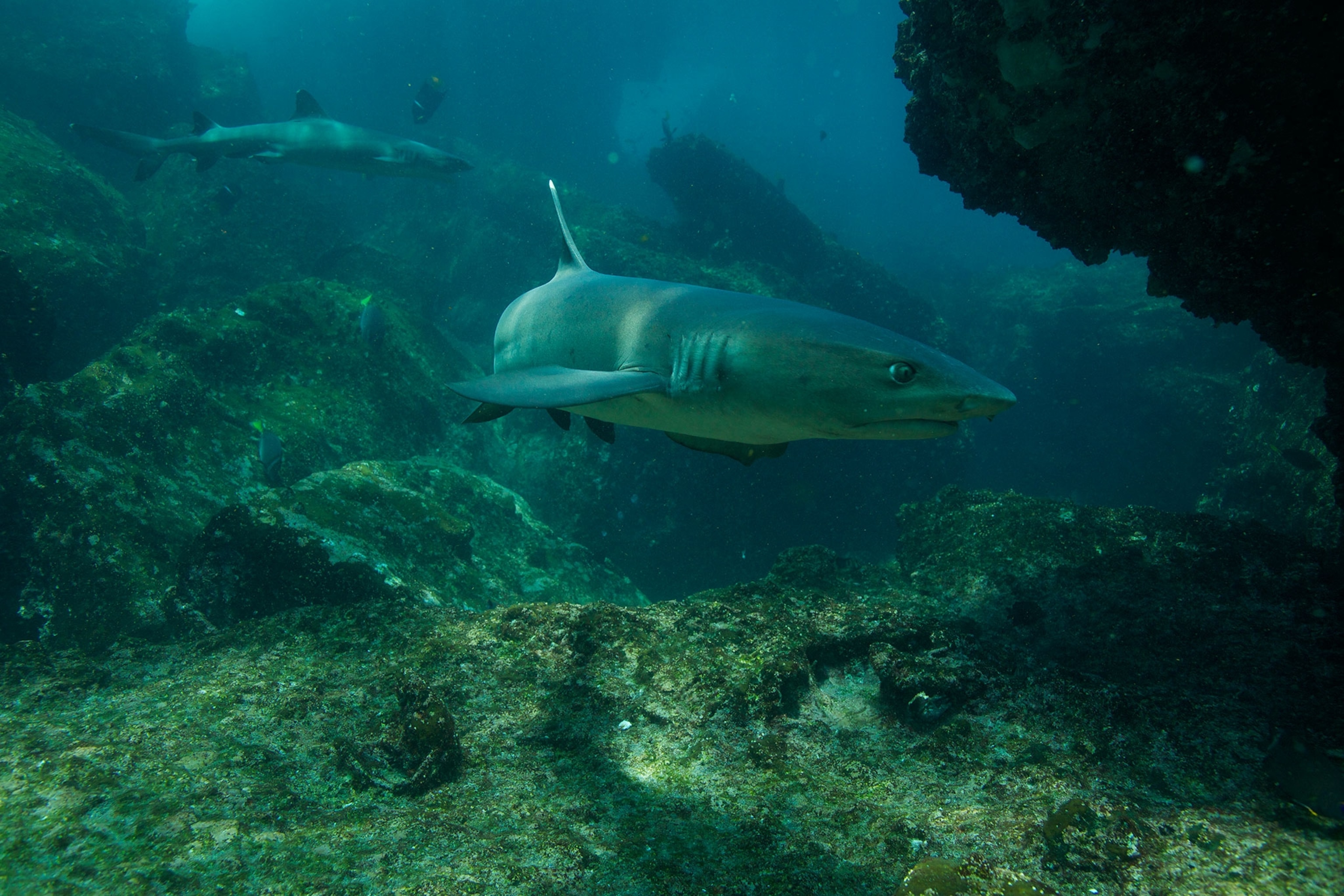 a shark swimming in the Galapagos