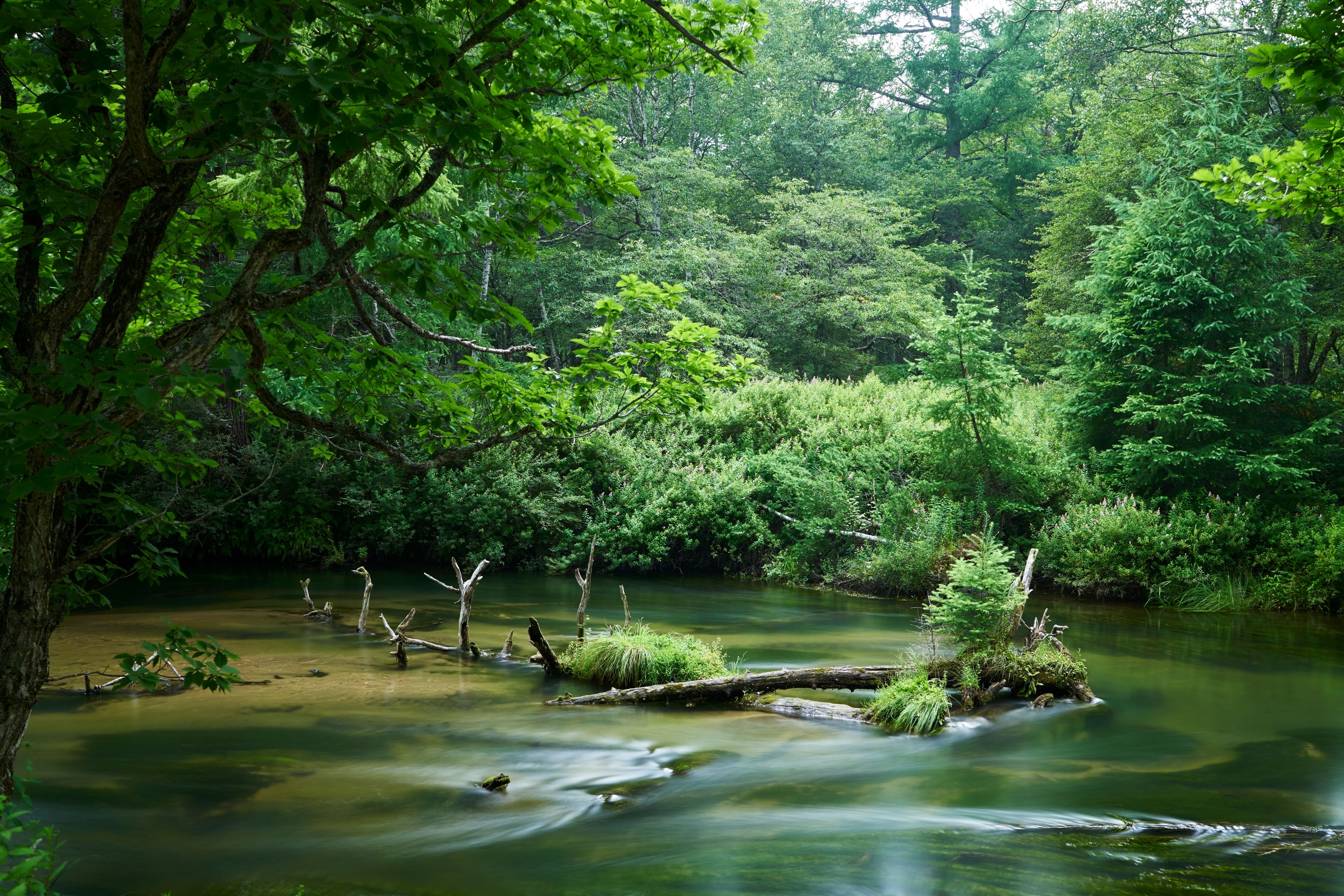 Image of forest in Nikko, Japan