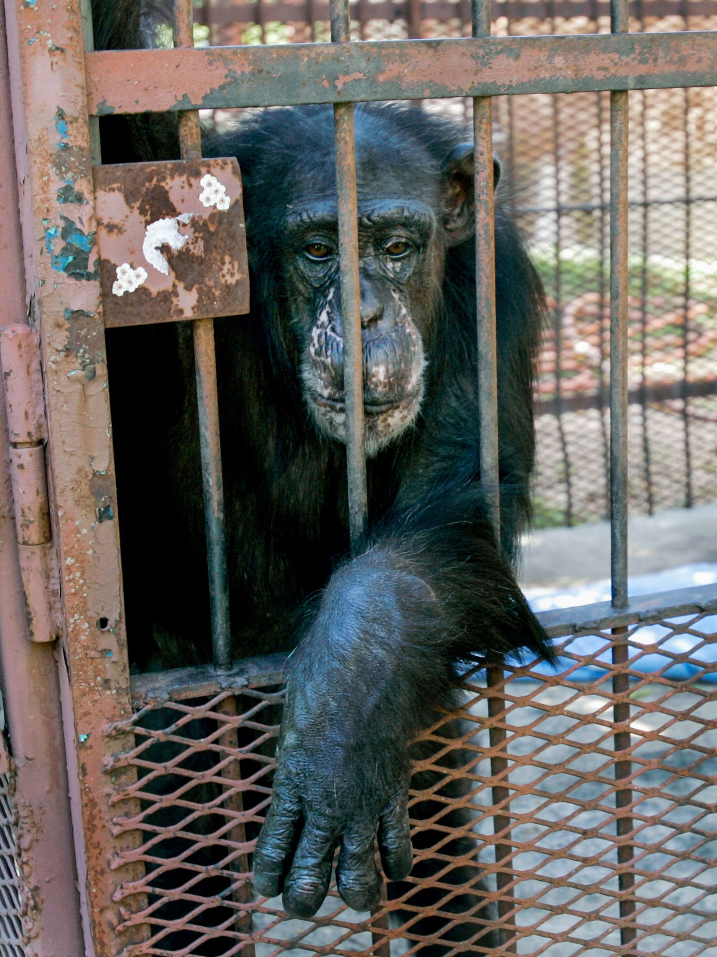 How Some U.S. Ape Sanctuaries Fail Their Animals and Staff