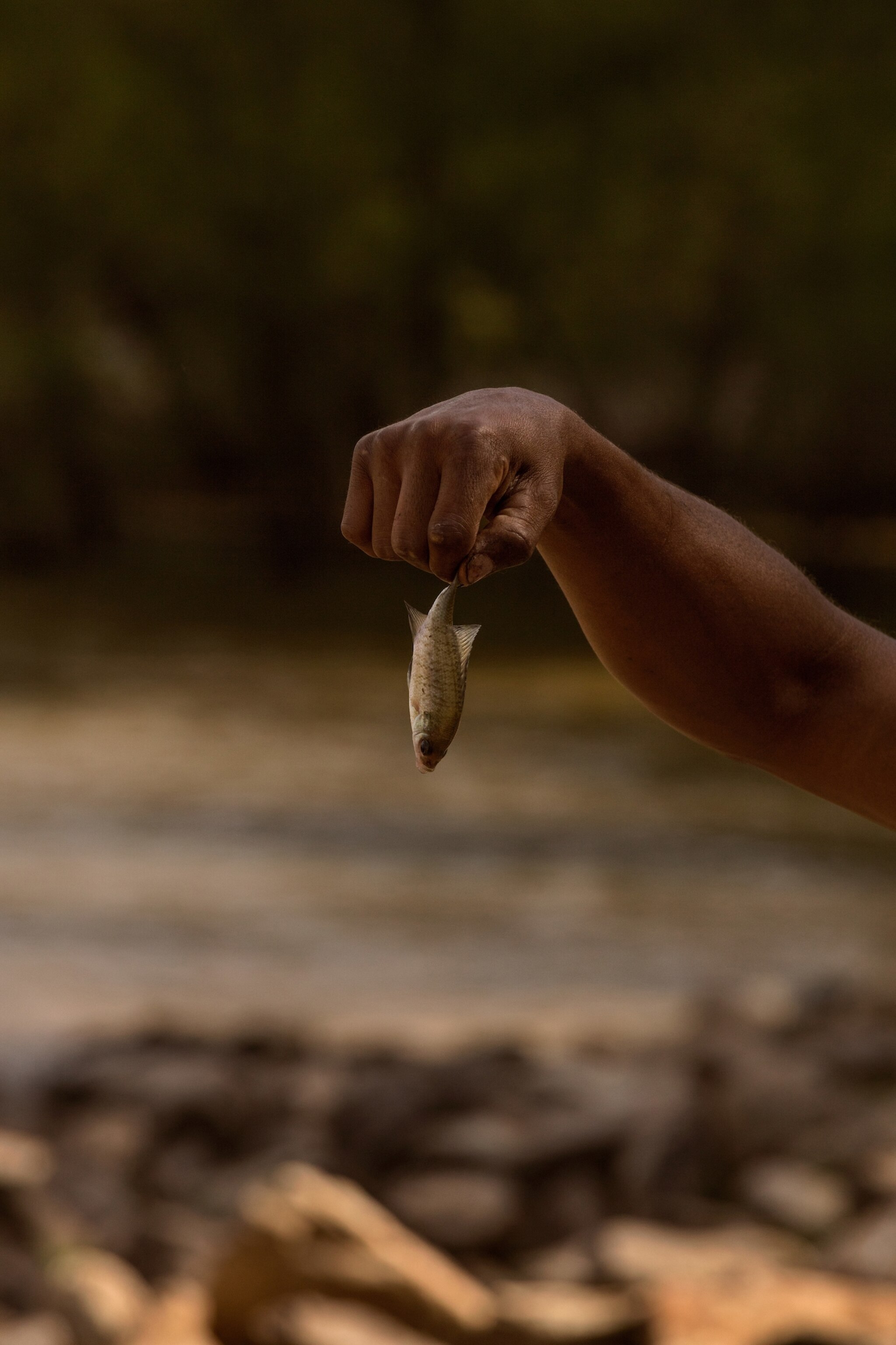 Toxic 'forever chemicals' flow freely through Cape Fear River—and now its  fish