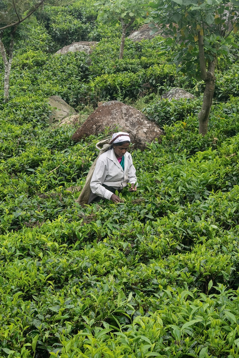 A woman plucks tea buds.