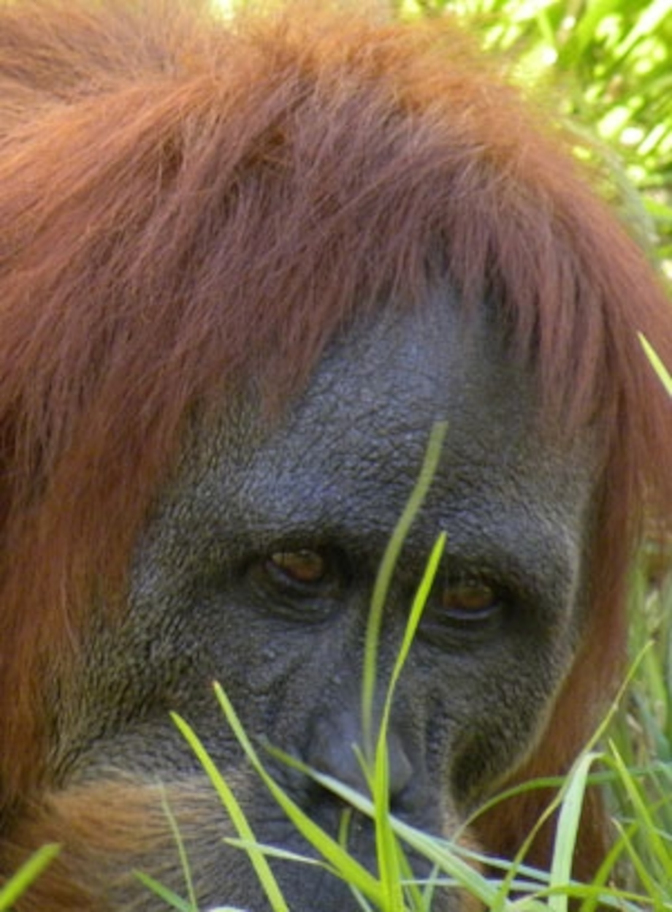 Orang_portrait