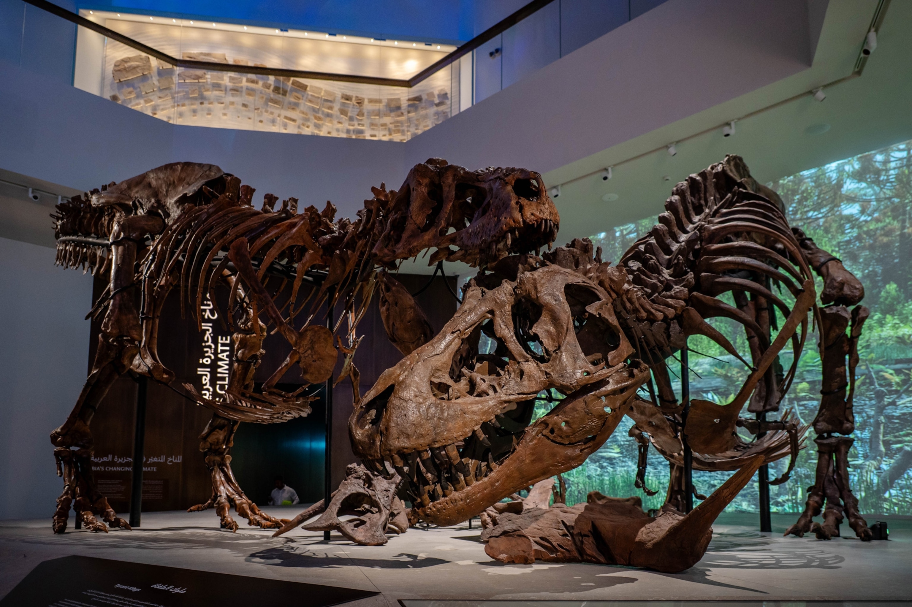 two t rex dinosaur skeletons