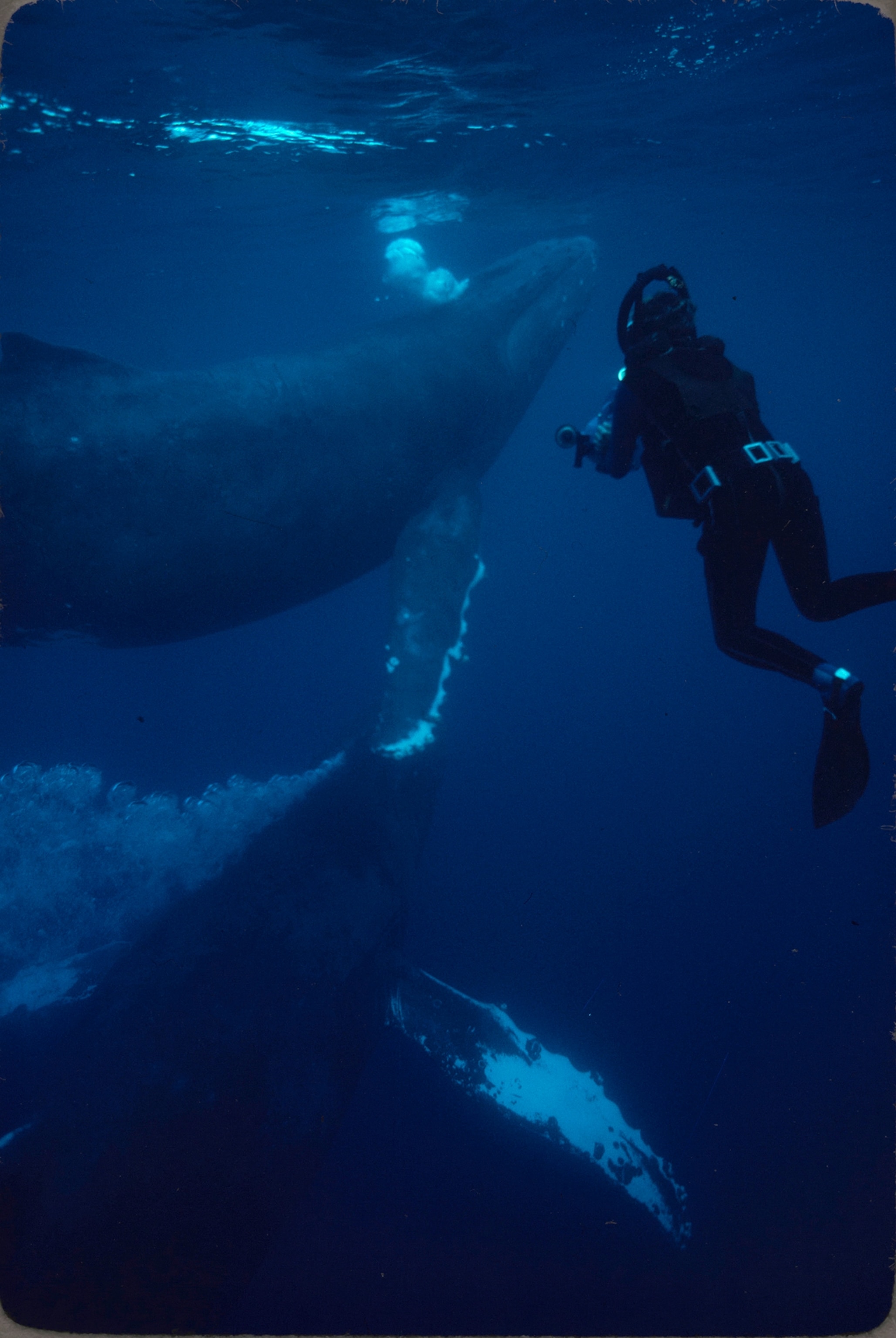 In a breathtaking encounter, photographer Chuck Nicklin watches motionless as a pair of humpback whales sweeps past at arm’s length, peaceful giants that bear him no malice. Nicklin uses a rebreather, a scuba device that emits few bubbles and thus minimizes his presence. In this issue two scientists train their eyes and ears on the humpbacks’ hidden world. Sylvia Earle meets individuals flipper-to-flipper, studies small creatures that travel with them, and observes the whales’ fascinating feeding tactics. The report of Roger Payne, an authority on their enchanting “songs,” features a detachable sound sheet on pages 24A and 24B.