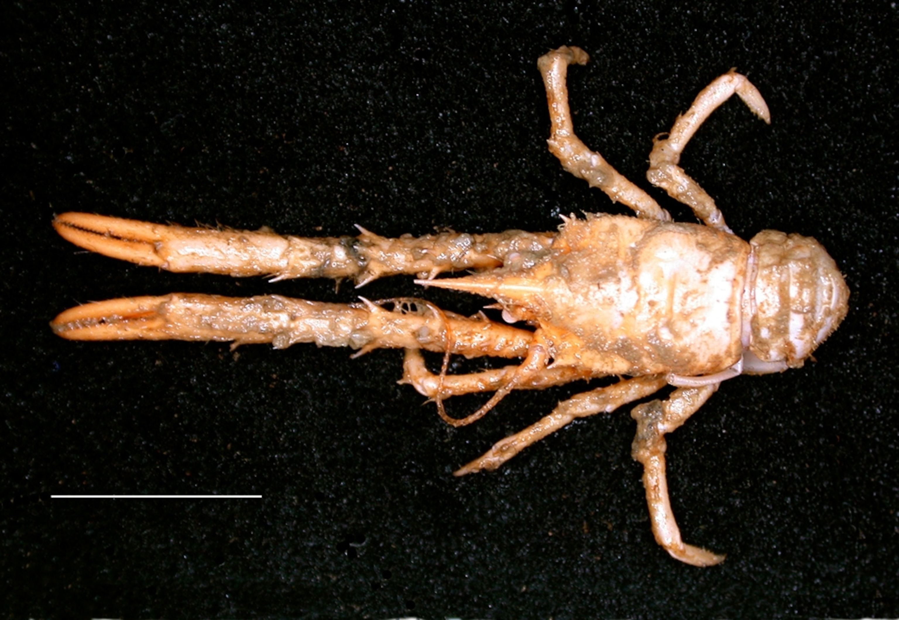 Australian squat lobster picture.