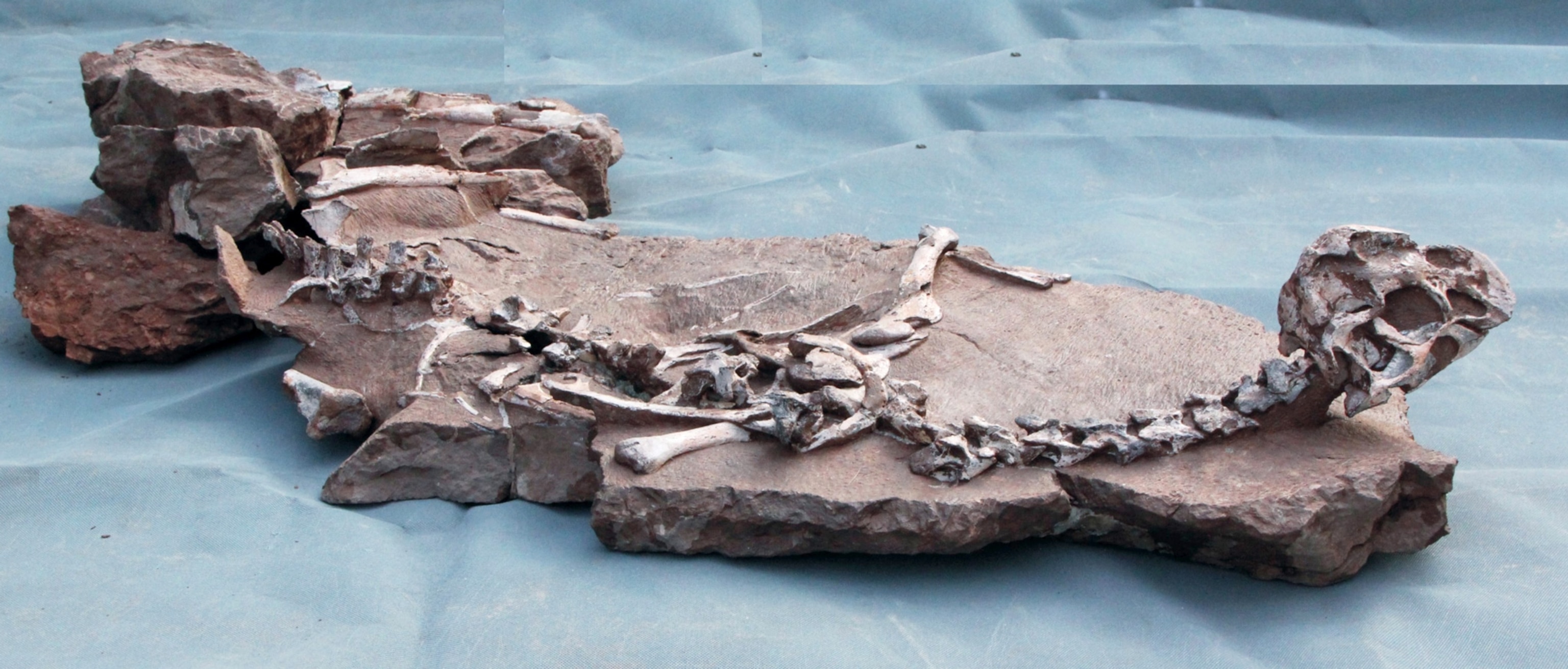 Mud Dragon Dinosaur Unearthed By Dynamite