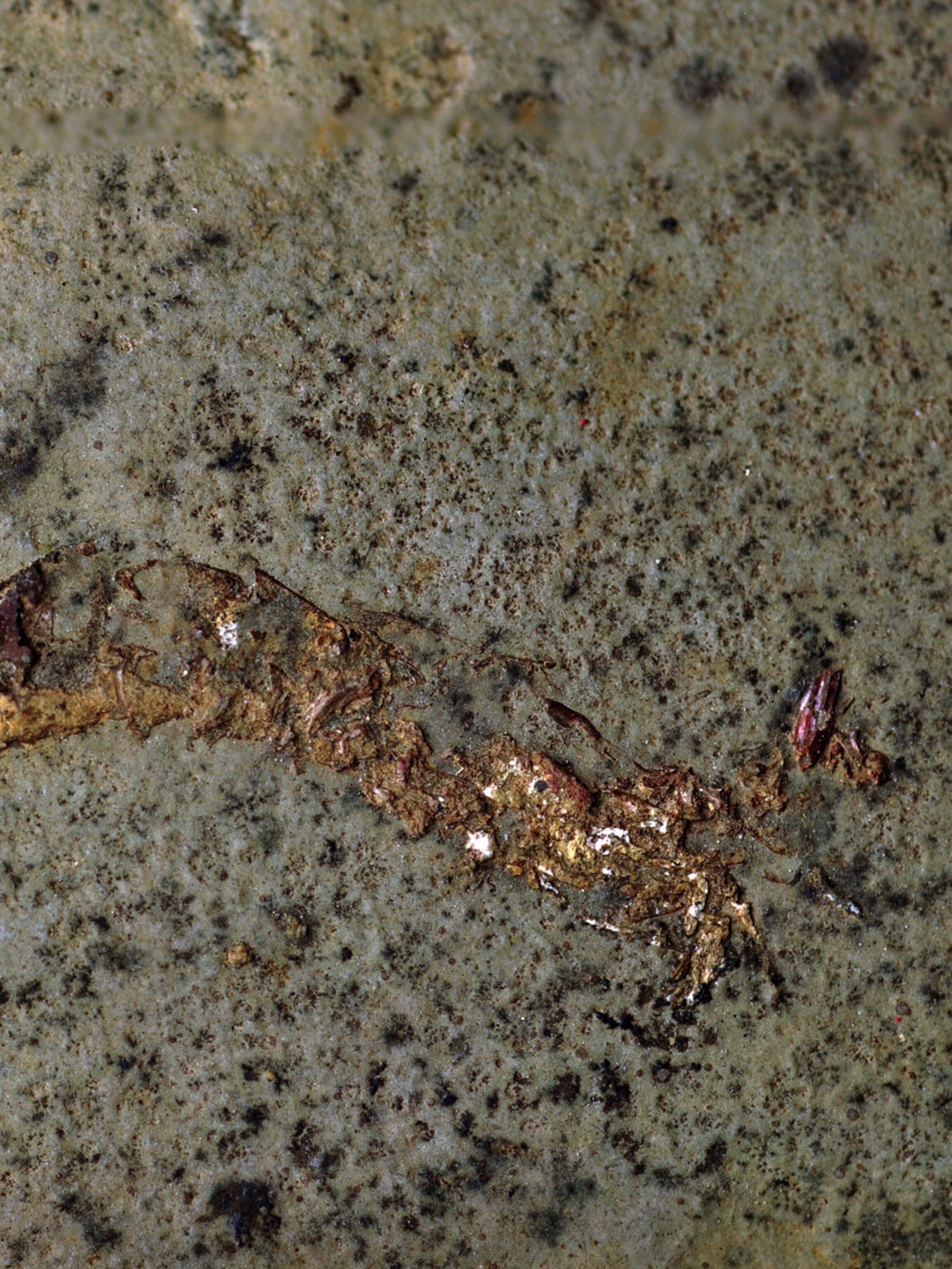 Shrimp_3_3x4.jpg
