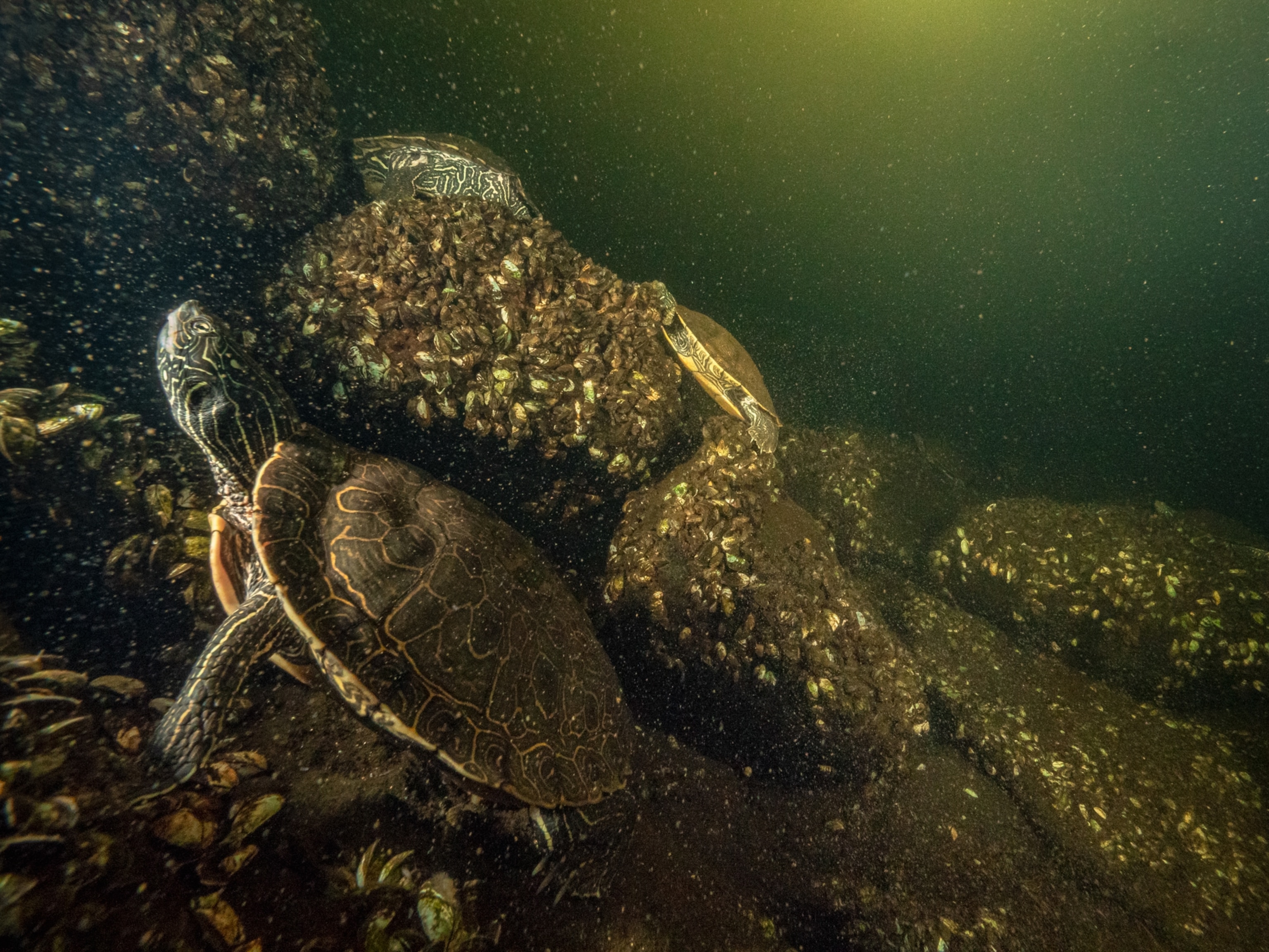 A turtle underwater with with green light as it crawls on a rock.