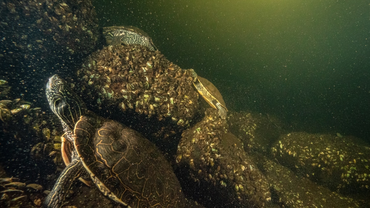 Ice Turtle What scientists learned from a mysterious surge in Canadian turtle ...