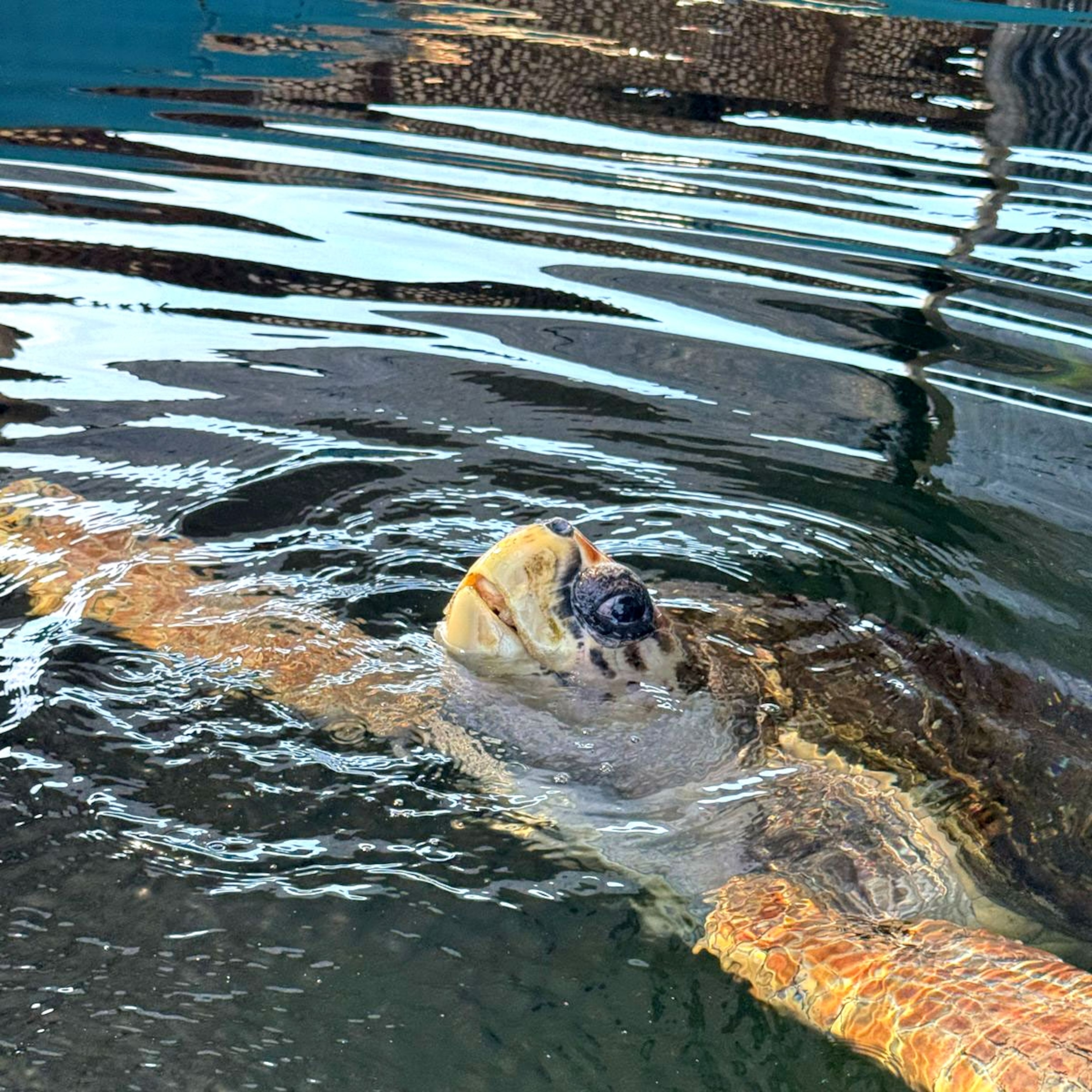 英文原版绘本National Geographic Kids Level2:Dolphins 海豚
