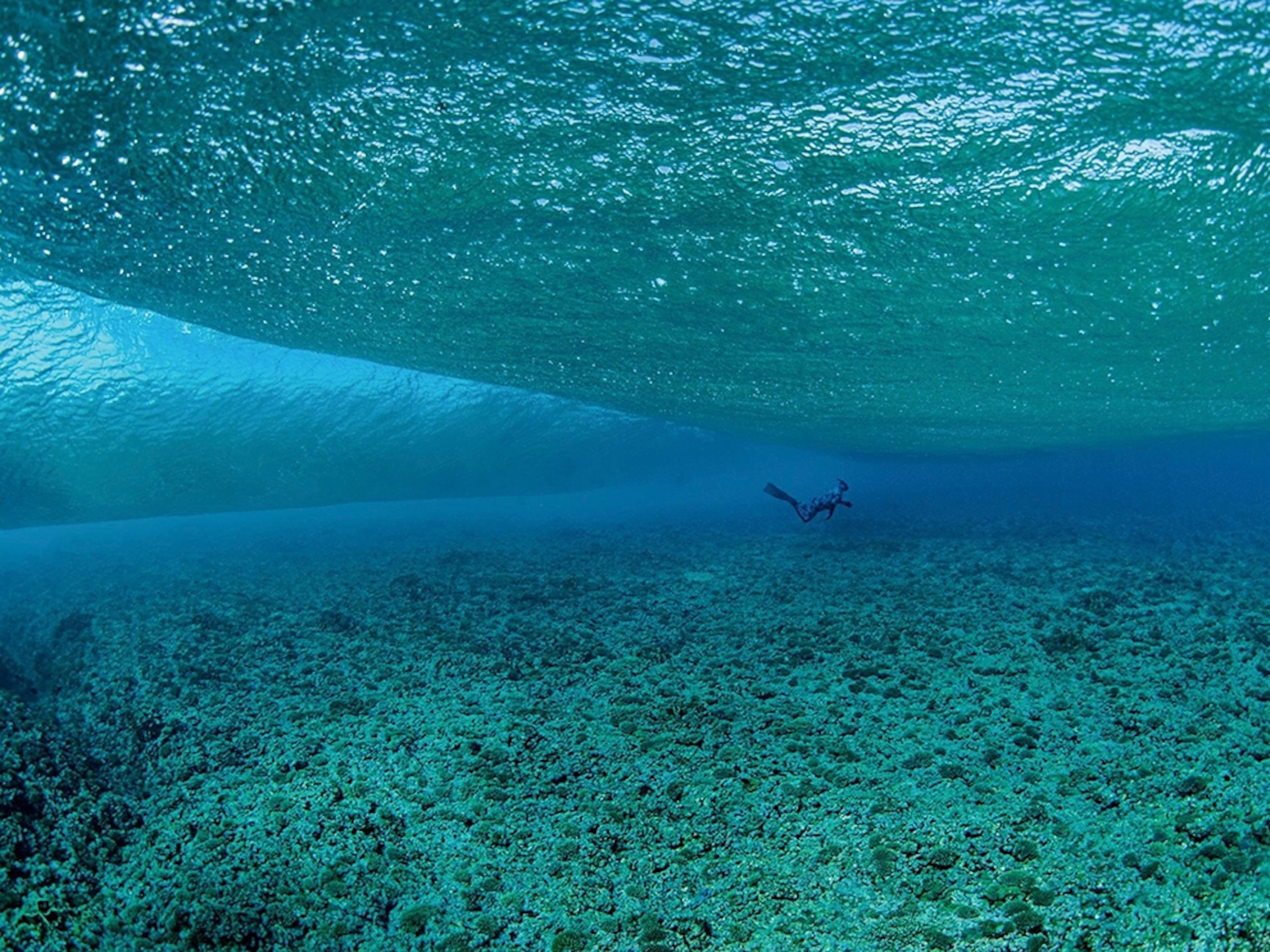 a diver in waters off Ile Europa, Africa