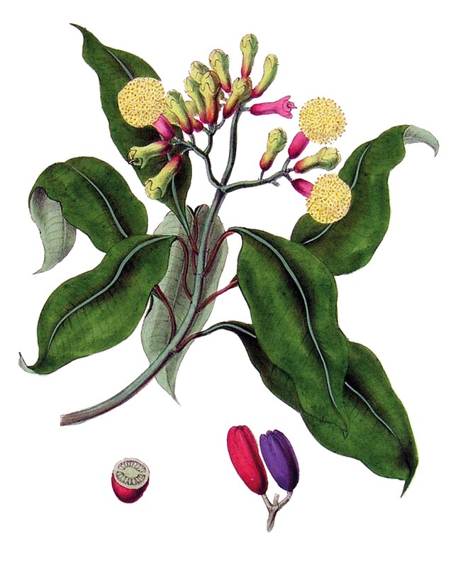 An 1843 illustration shows syzygium aromaticum, the plant that produces cloves.