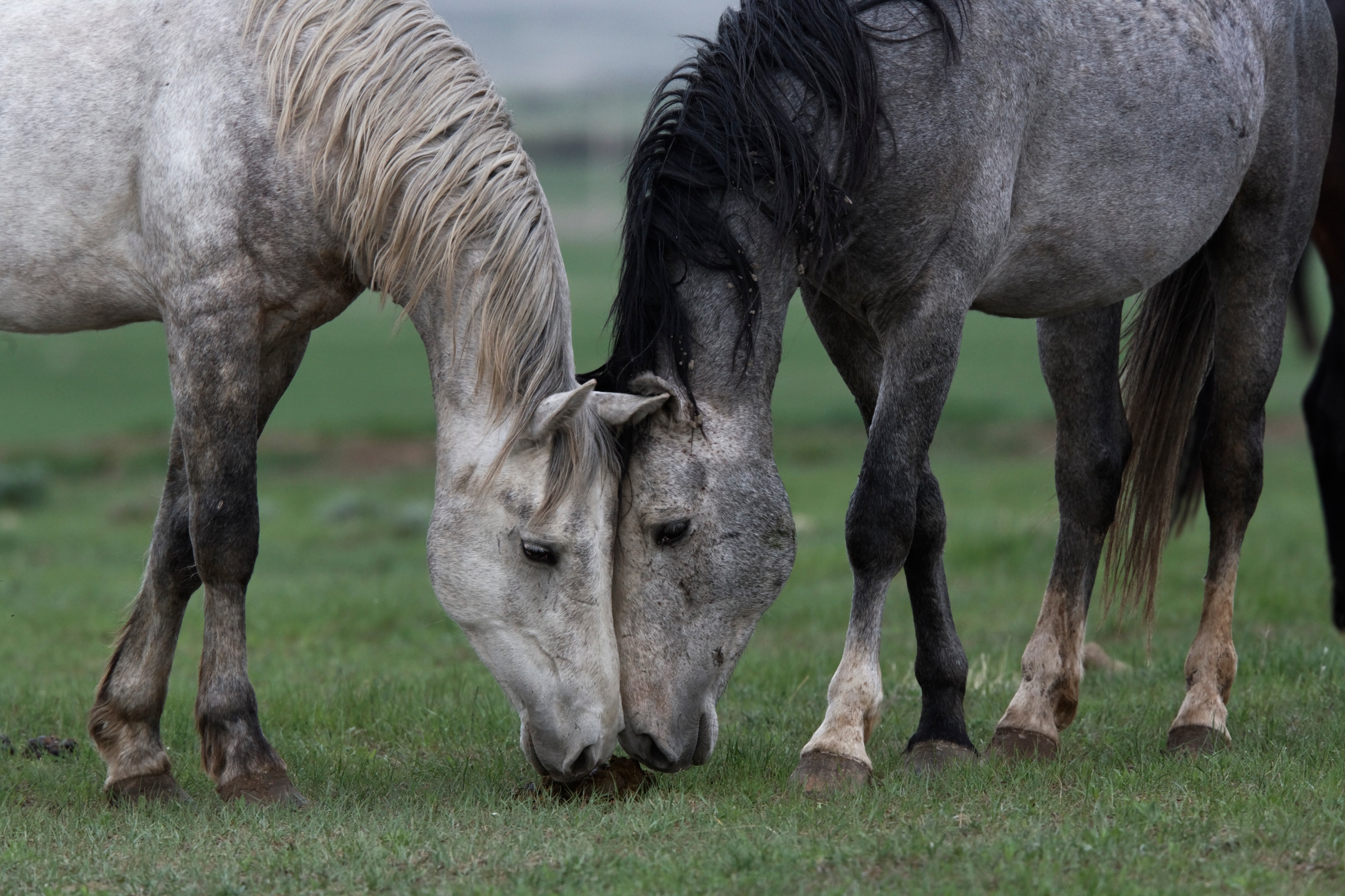 A white and a gray horse put their heads together as they sniff the grass.