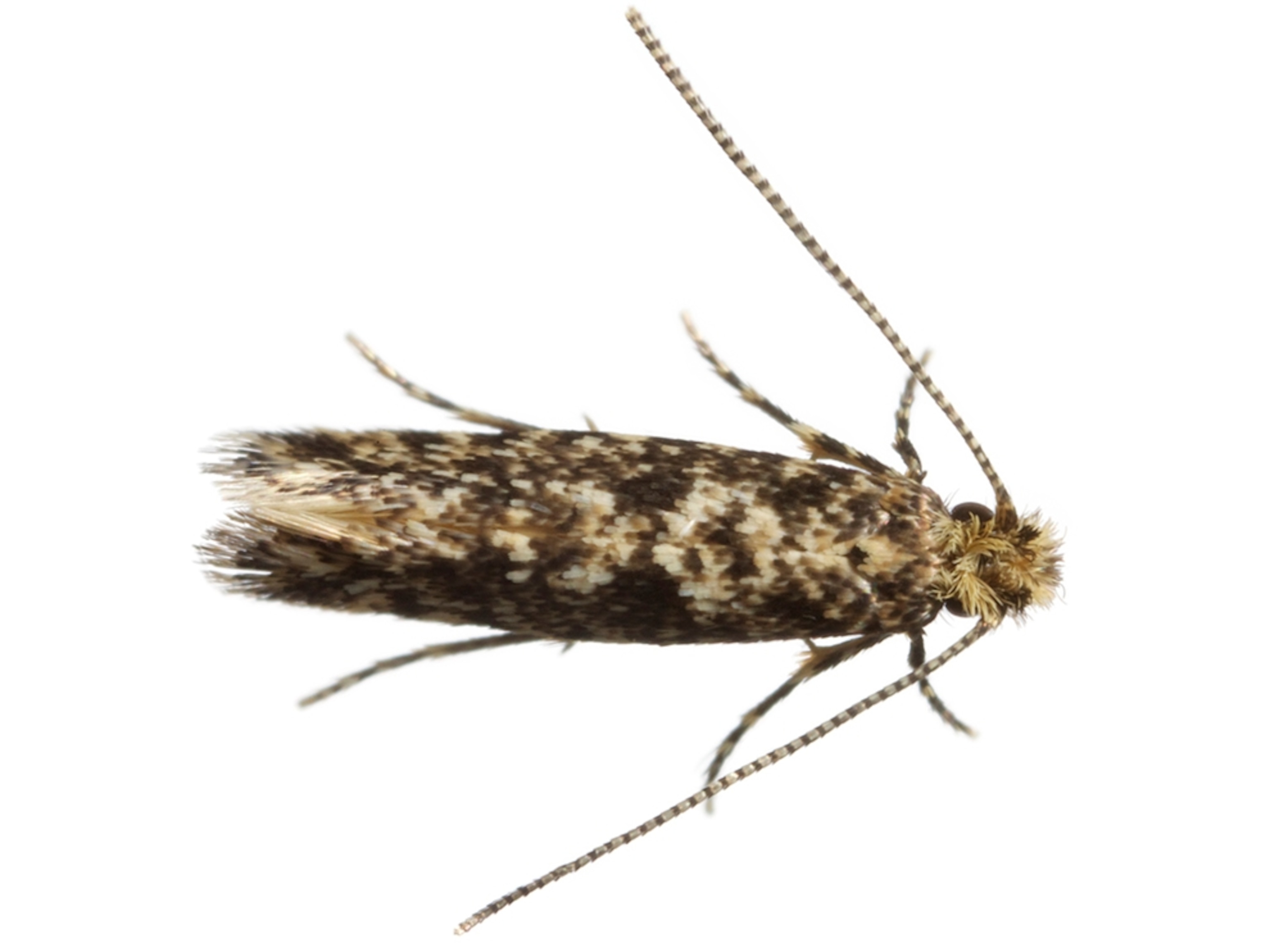 Common Name: Tineid moth, Scientific Name: tineid sp.2, Magnification: 5x, Notes: _MG_8857-58-59-61_Specimen_30_stack_1,