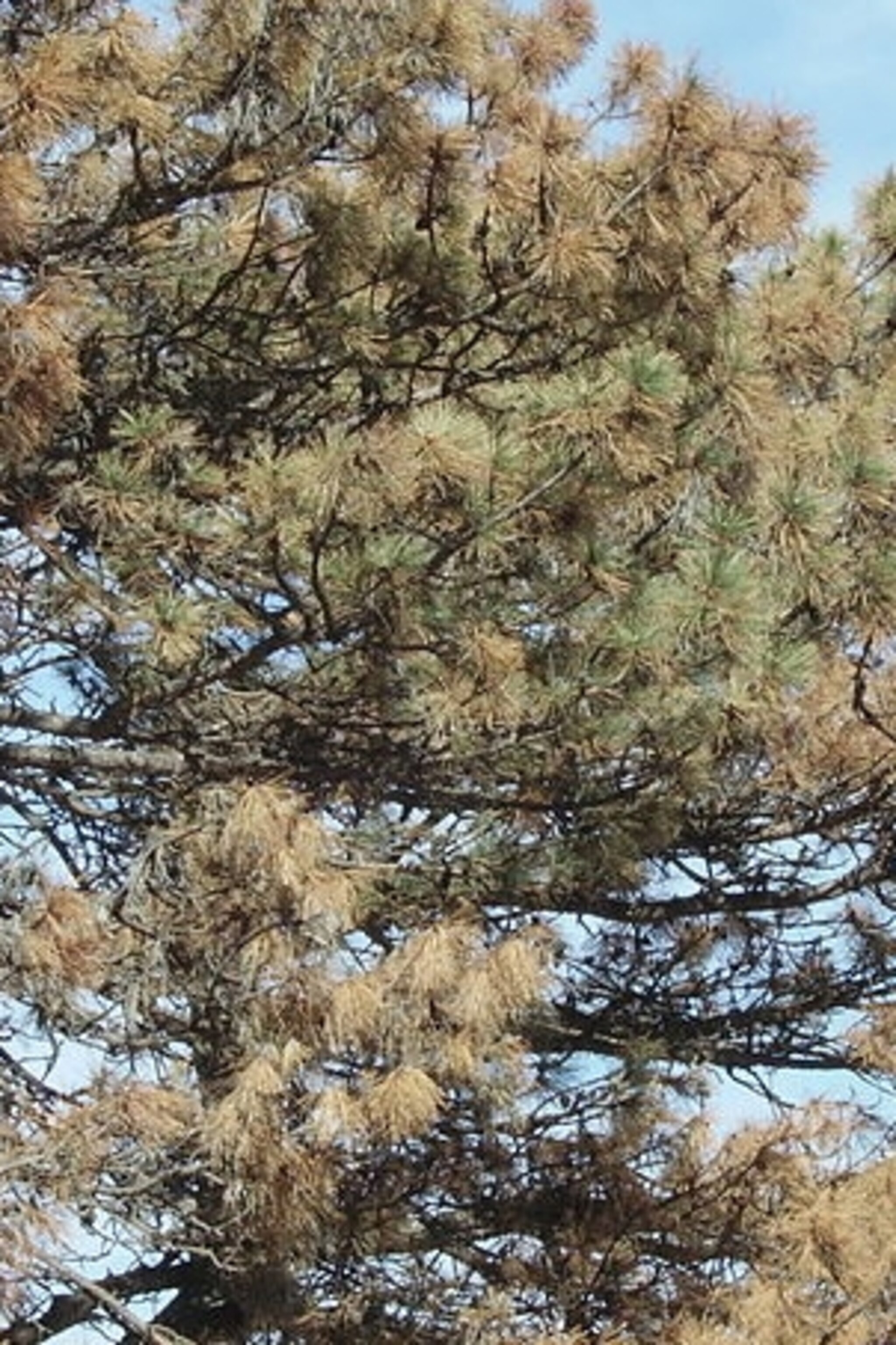 Tree Killing Worm Please Make Your Way To The Boarding Gate