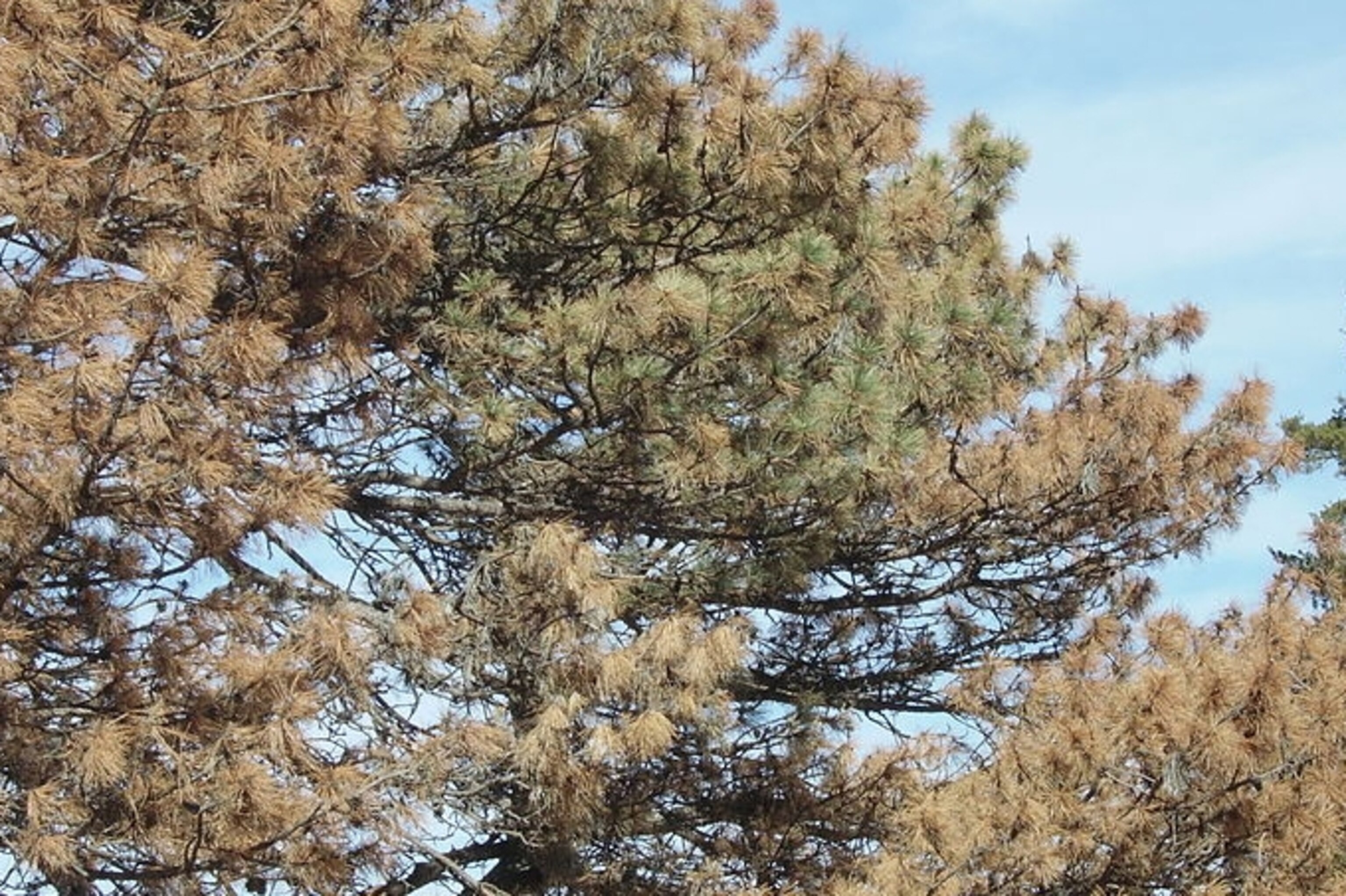 Tree Killing Worm Please Make Your Way To The Boarding Gate