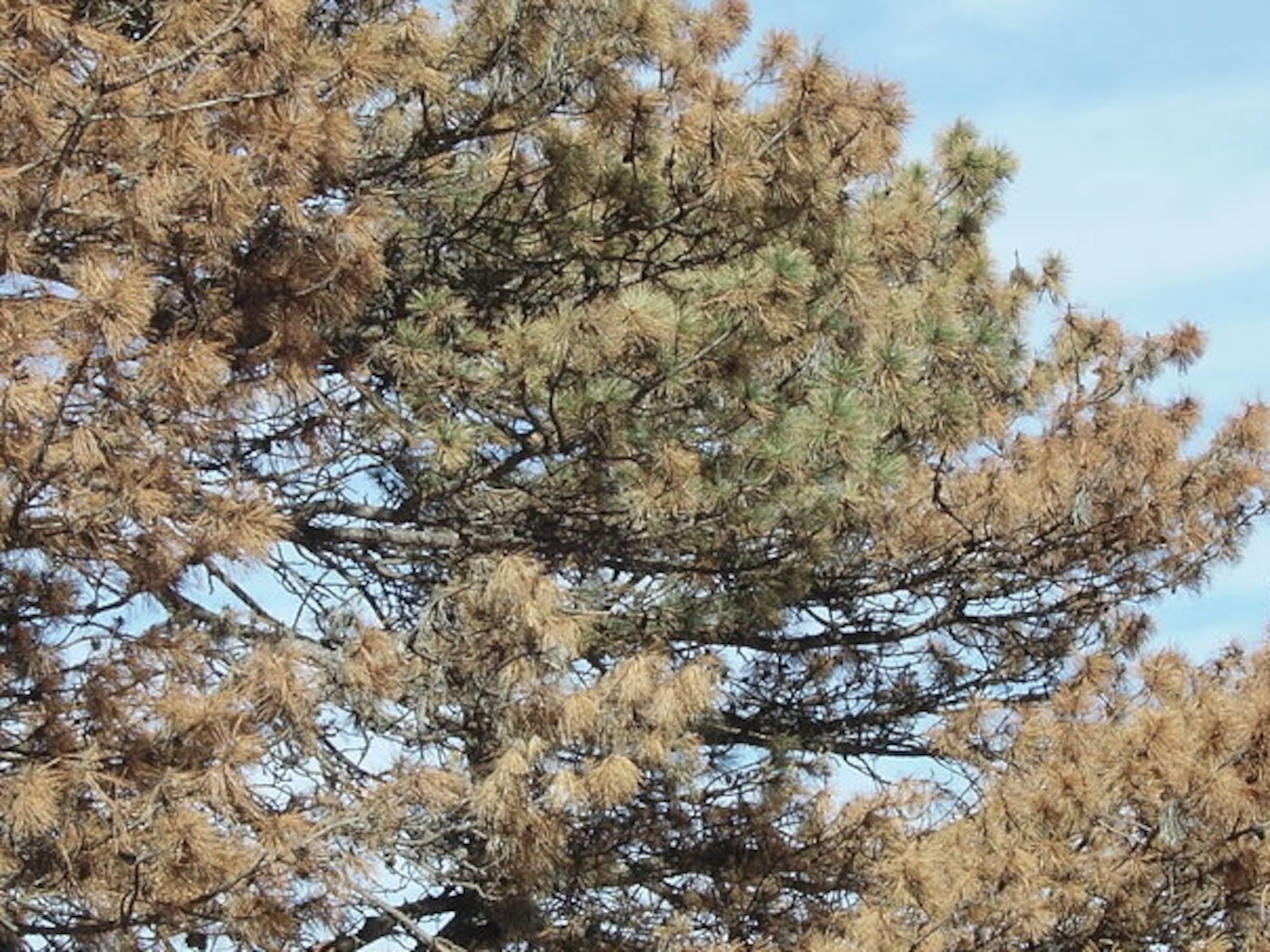 Tree Killing Worm Please Make Your Way To The Boarding Gate