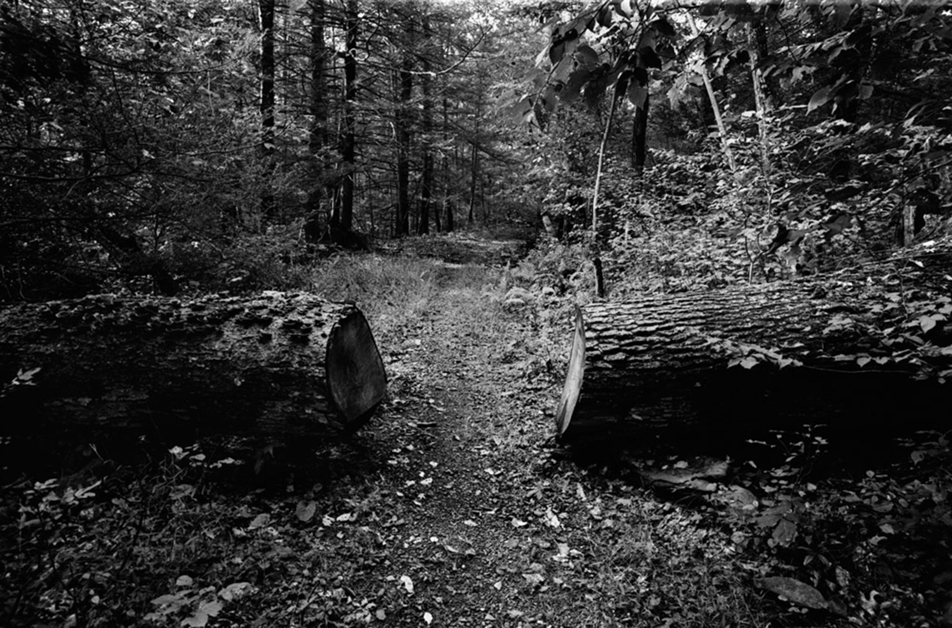 Lovers Lollie Winans and Julianne Williams were found at an Appalachian Trail campsite