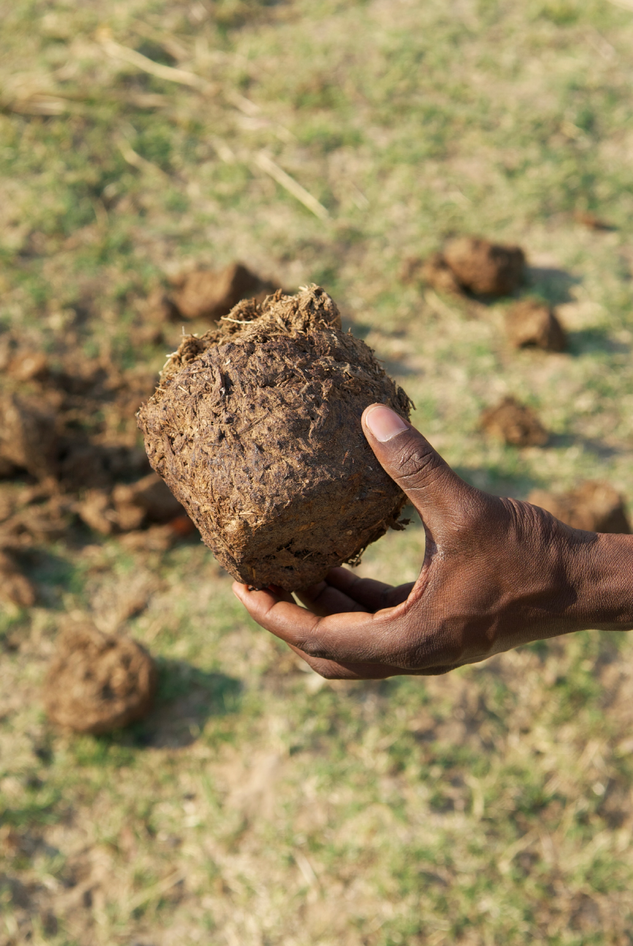 What Does Elephant Poop Look Like 