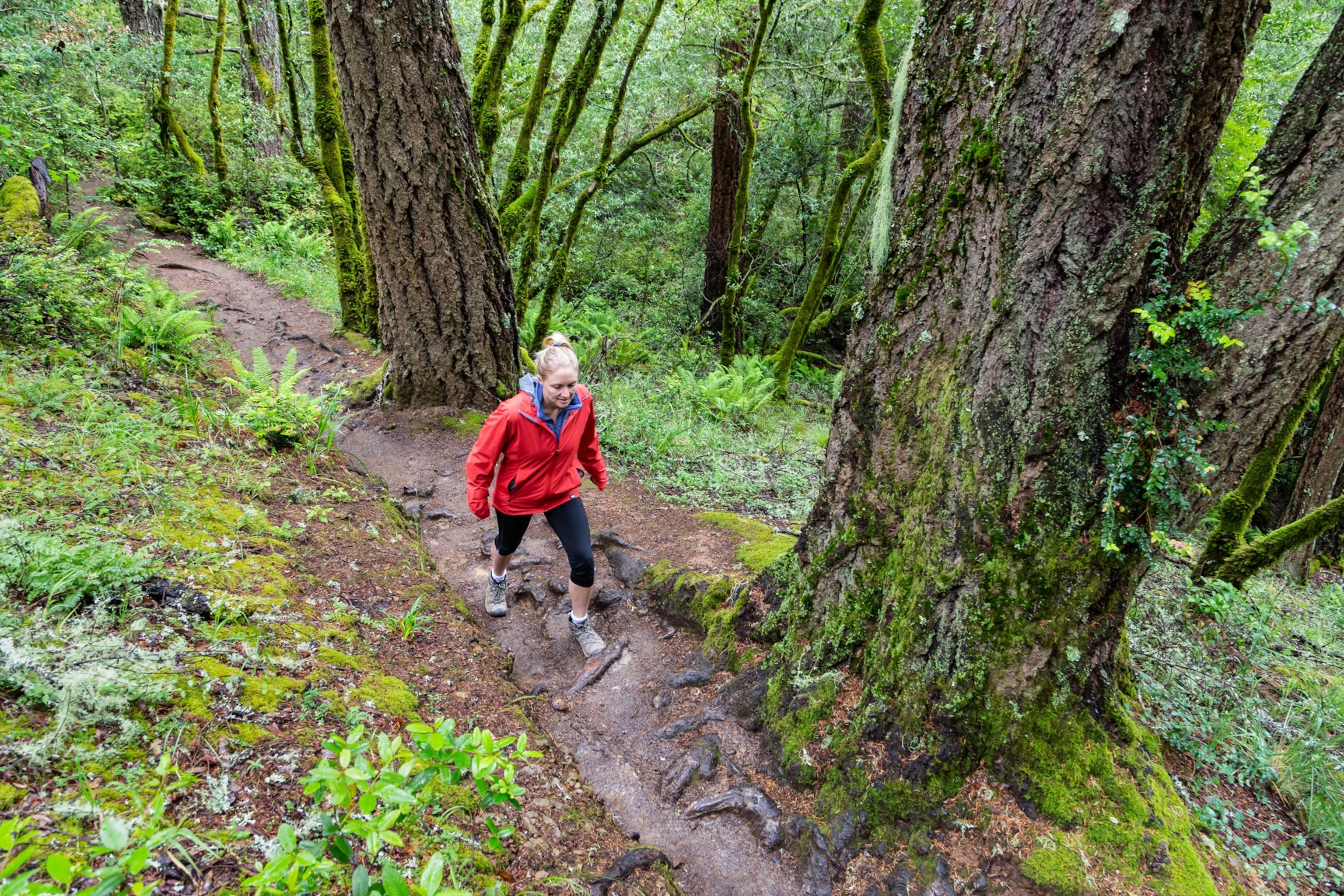 hiker Hikers in Muir Woods National Monument