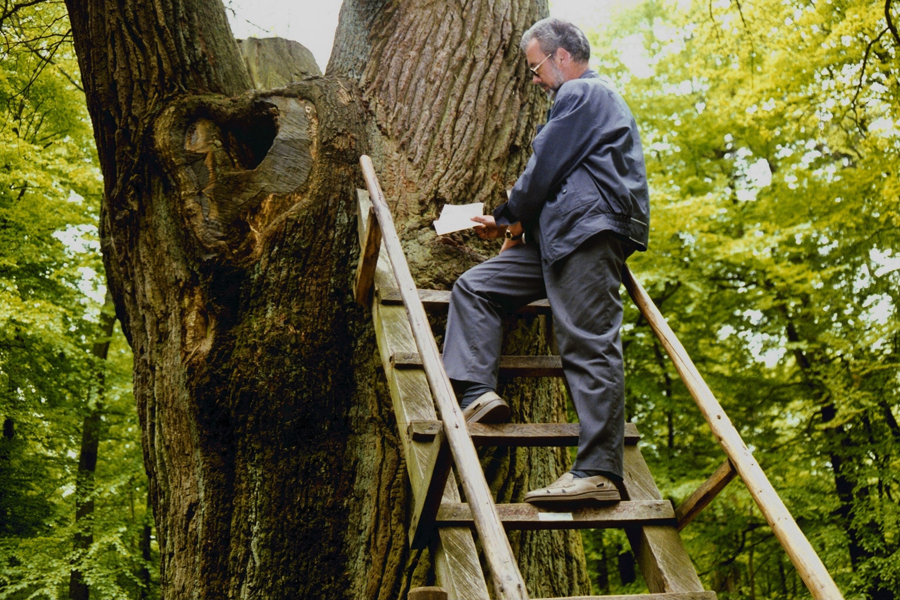 Iconic trees around the world