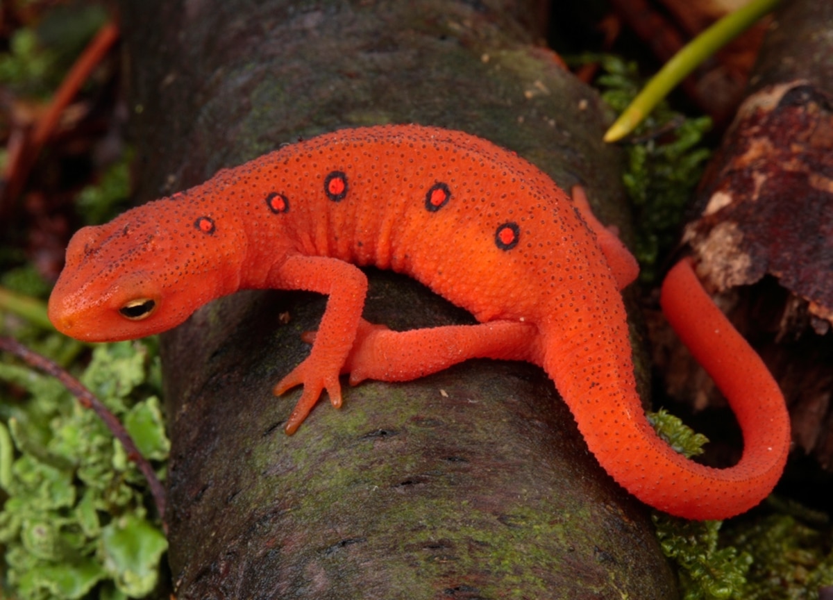 Amphibian Photo Gallery -- National Geographic