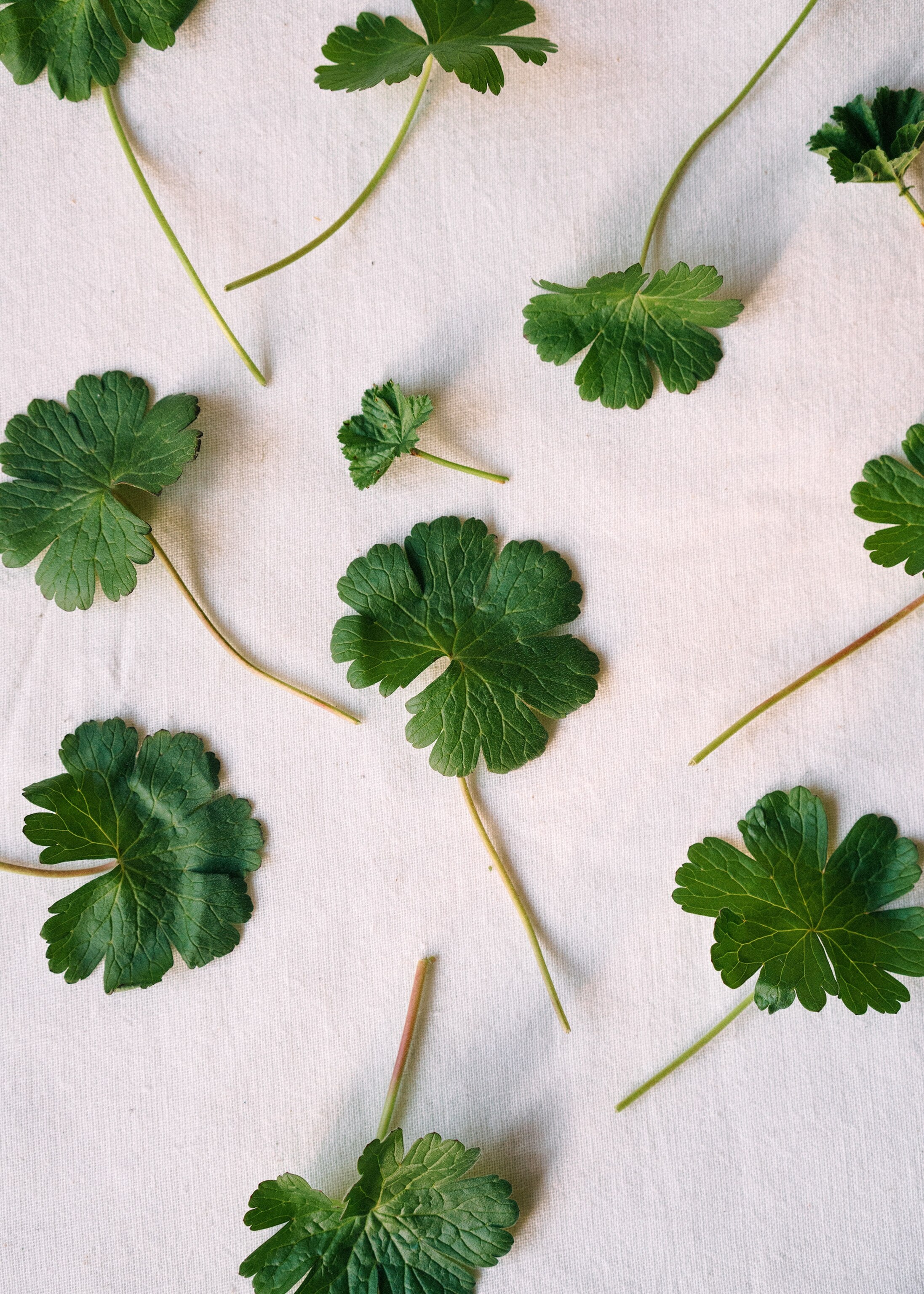 mallow leaves