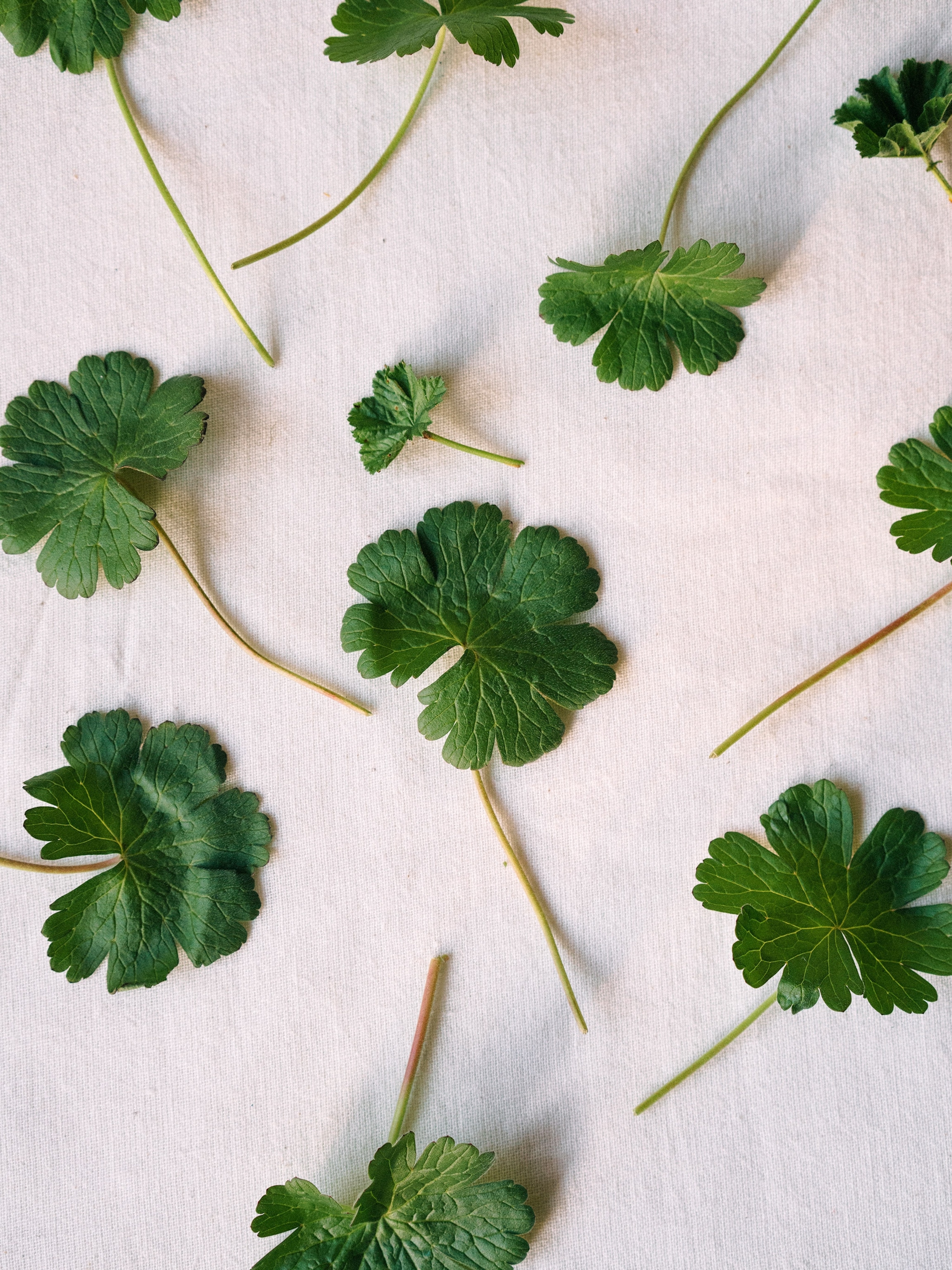 The secret to foraging in your backyard