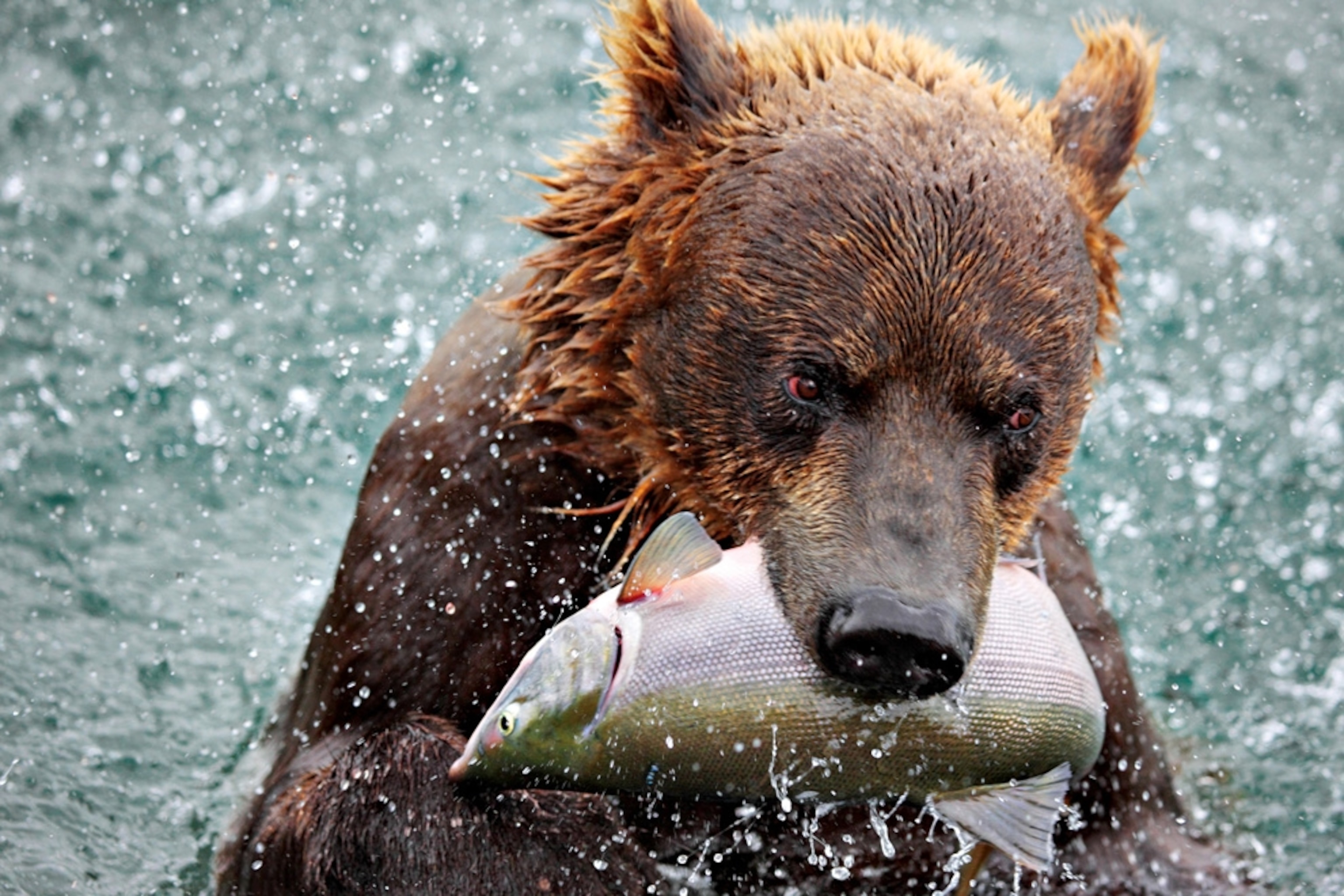 Close-up of a bear with a fish in its mouth
